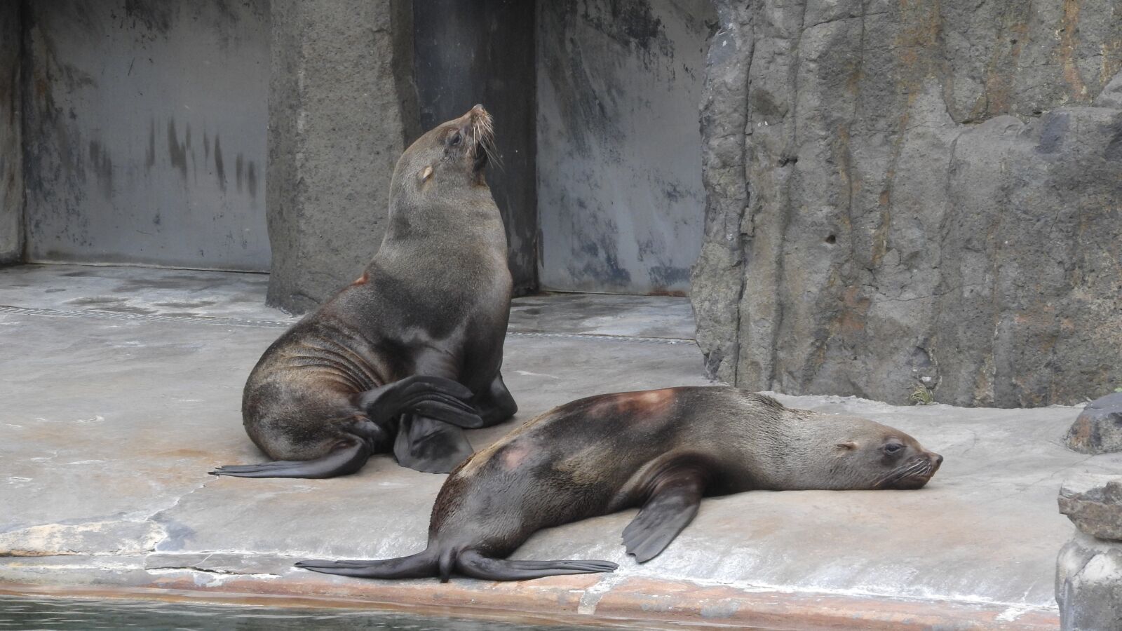 Nikon Coolpix P610 sample photo. Sea lions, sea lion photography