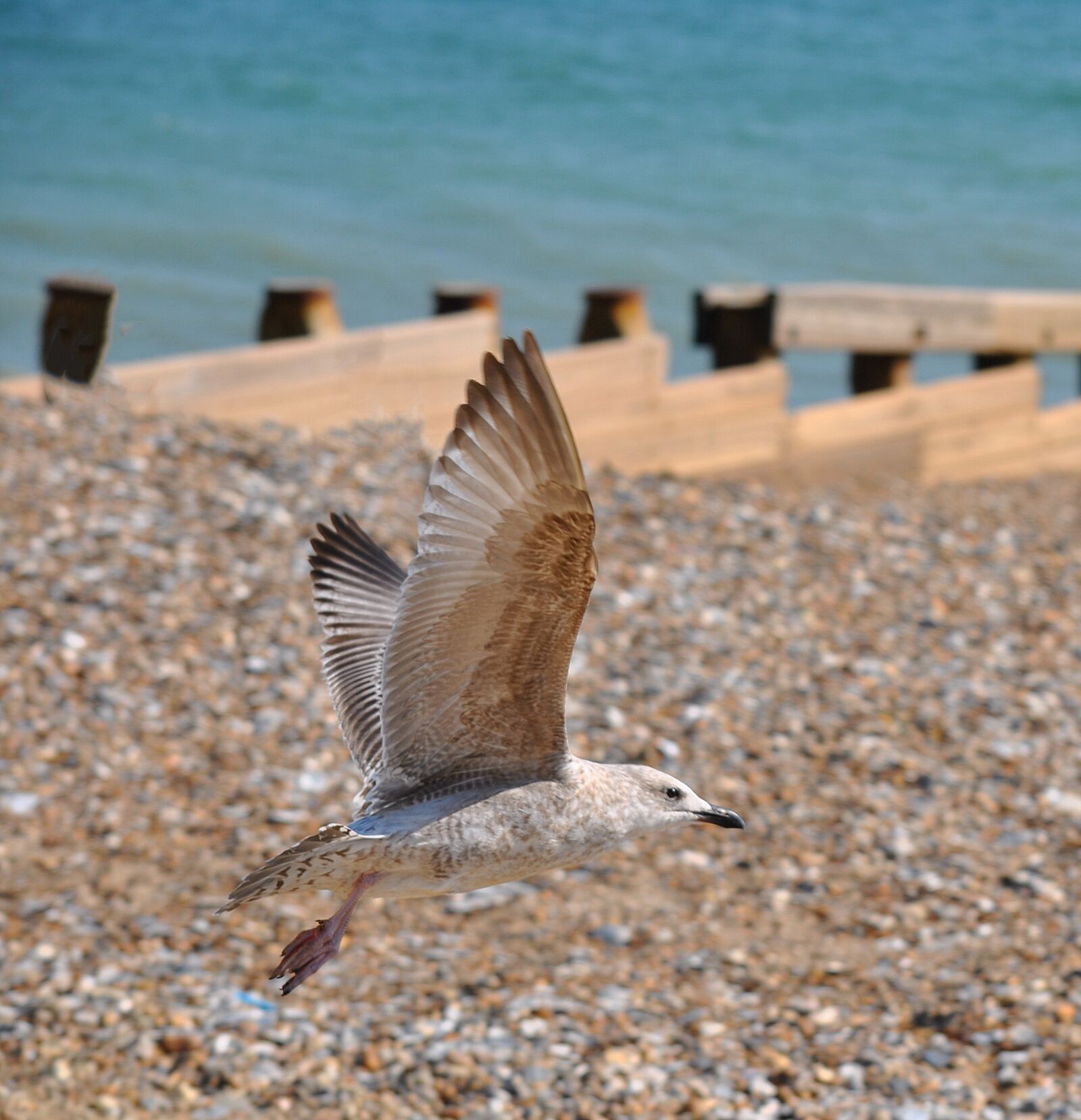 Nikon D3000 sample photo. Seagull, sea, gull photography