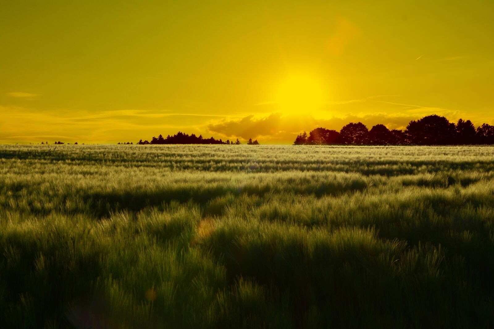 Nikon D5200 sample photo. Sunset, field, landscape photography
