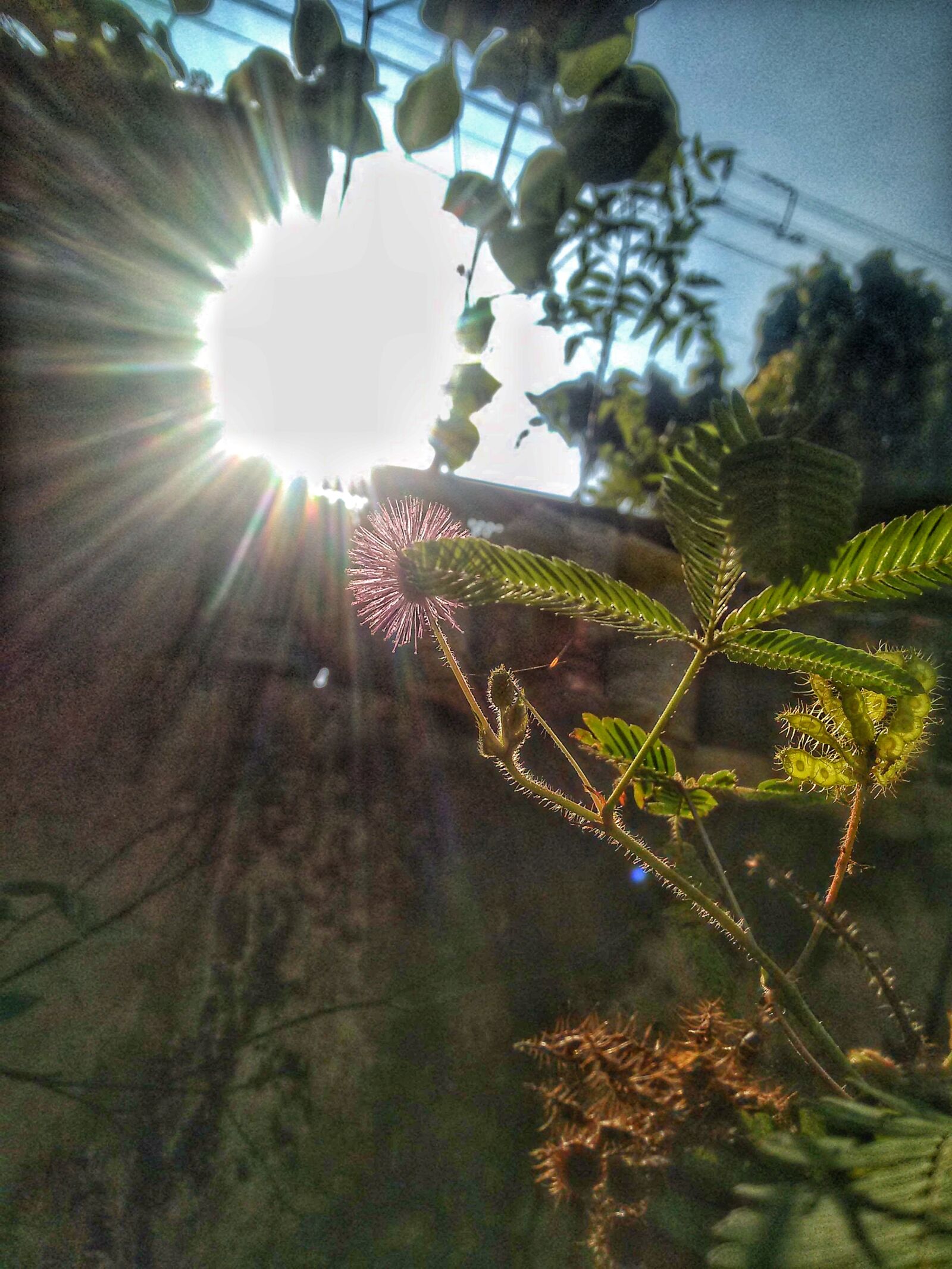 Motorola Moto G 2014 sample photo. Flower, sunlight photography