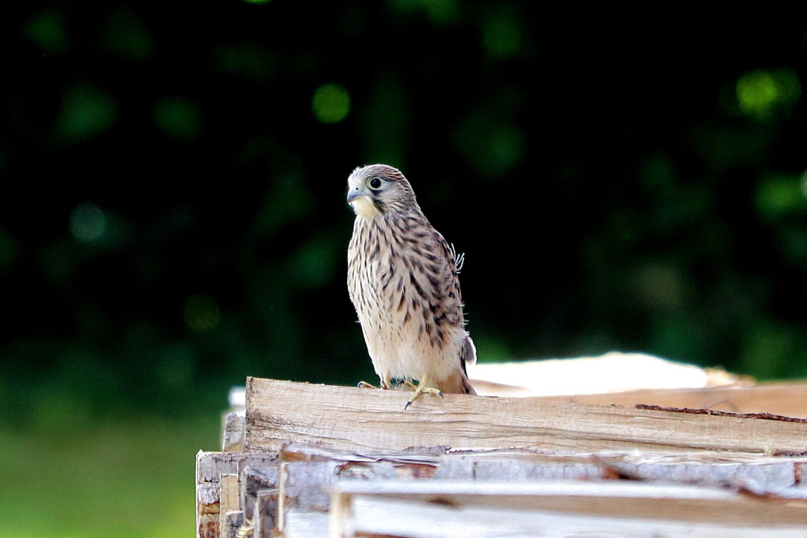 Canon EF 70-300 F4-5.6 IS II USM sample photo. Young hawk, falcon, raptor photography