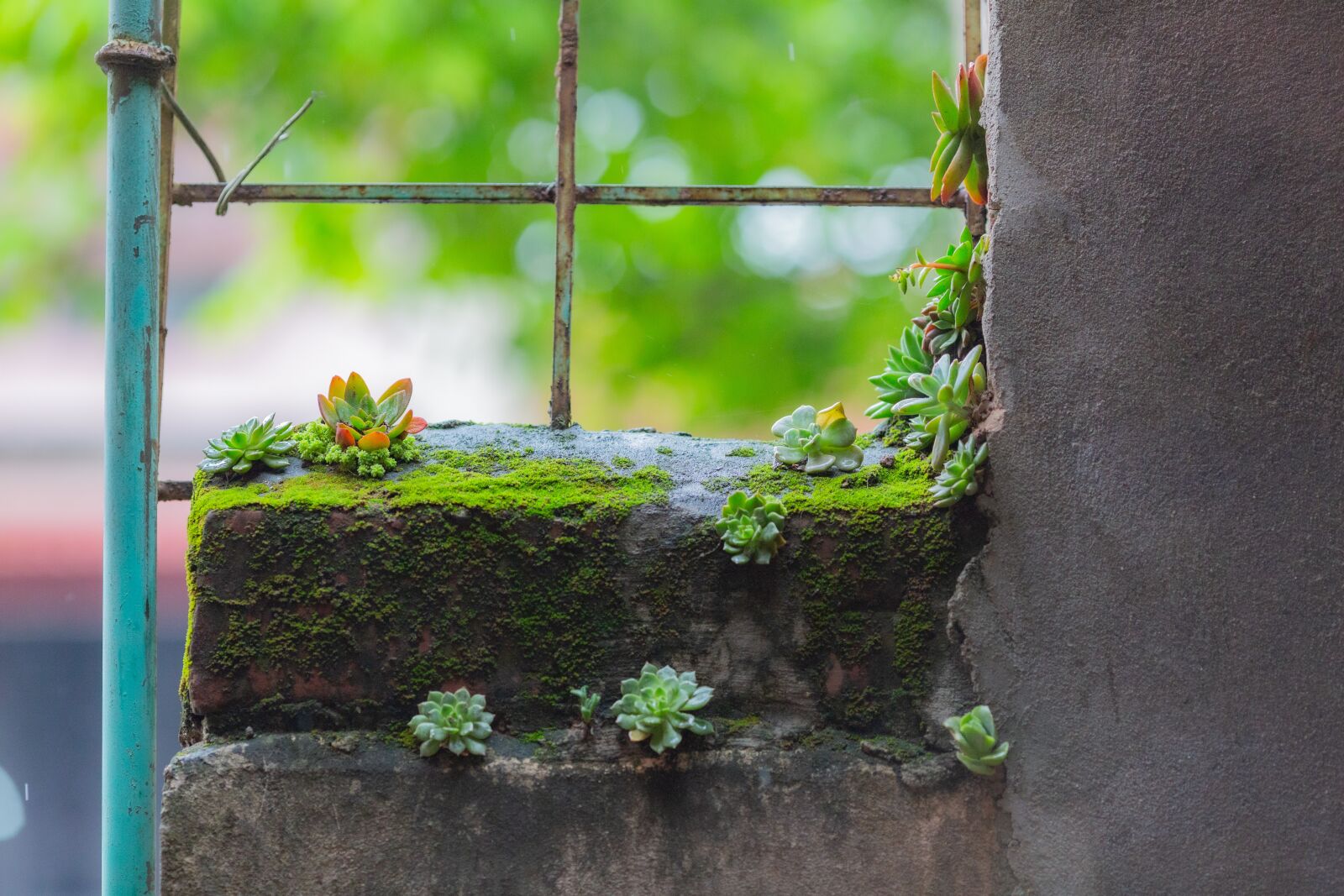 Canon EOS 5D Mark III + Canon EF 135mm F2L USM sample photo. Lotus stone, flower, stone photography