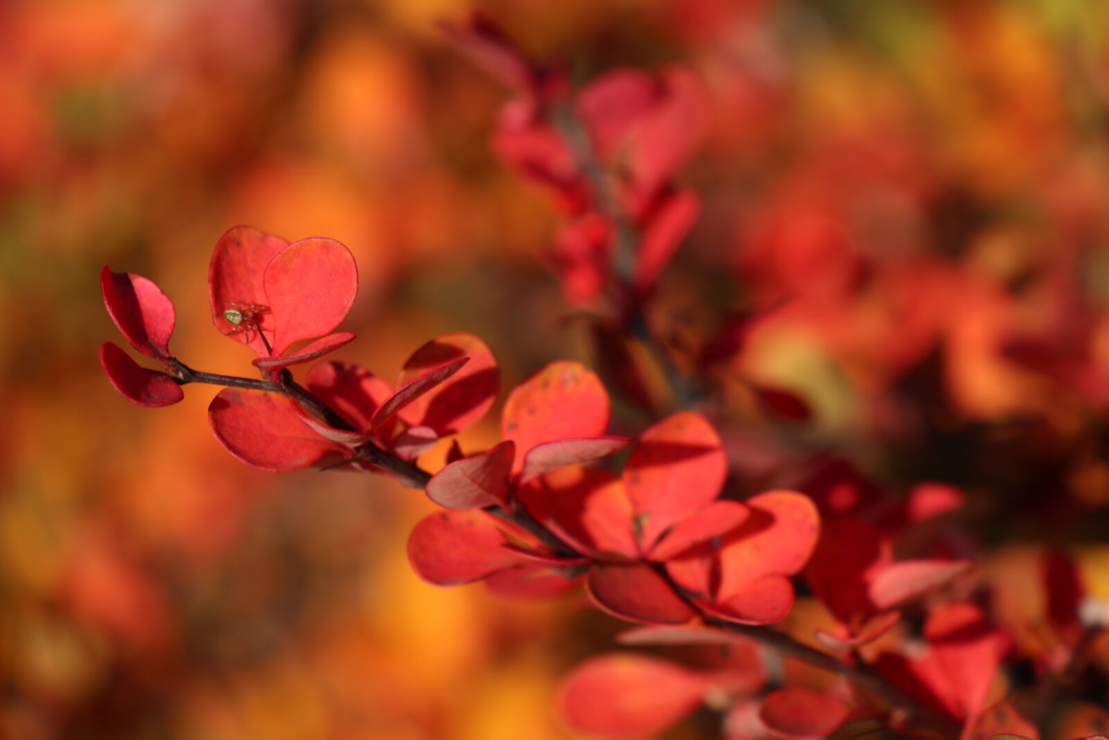 Canon EOS M6 sample photo. Bush, colors of autumn photography