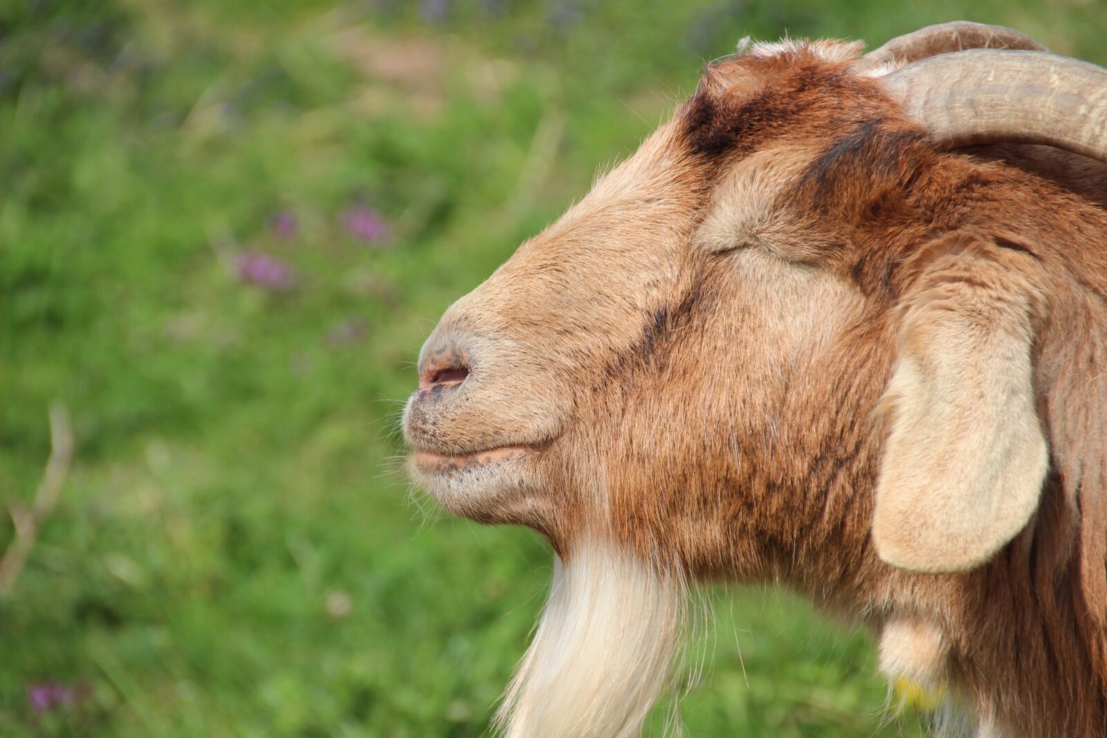 Canon EOS 600D (Rebel EOS T3i / EOS Kiss X5) sample photo. Billy goat, goat, goatee photography