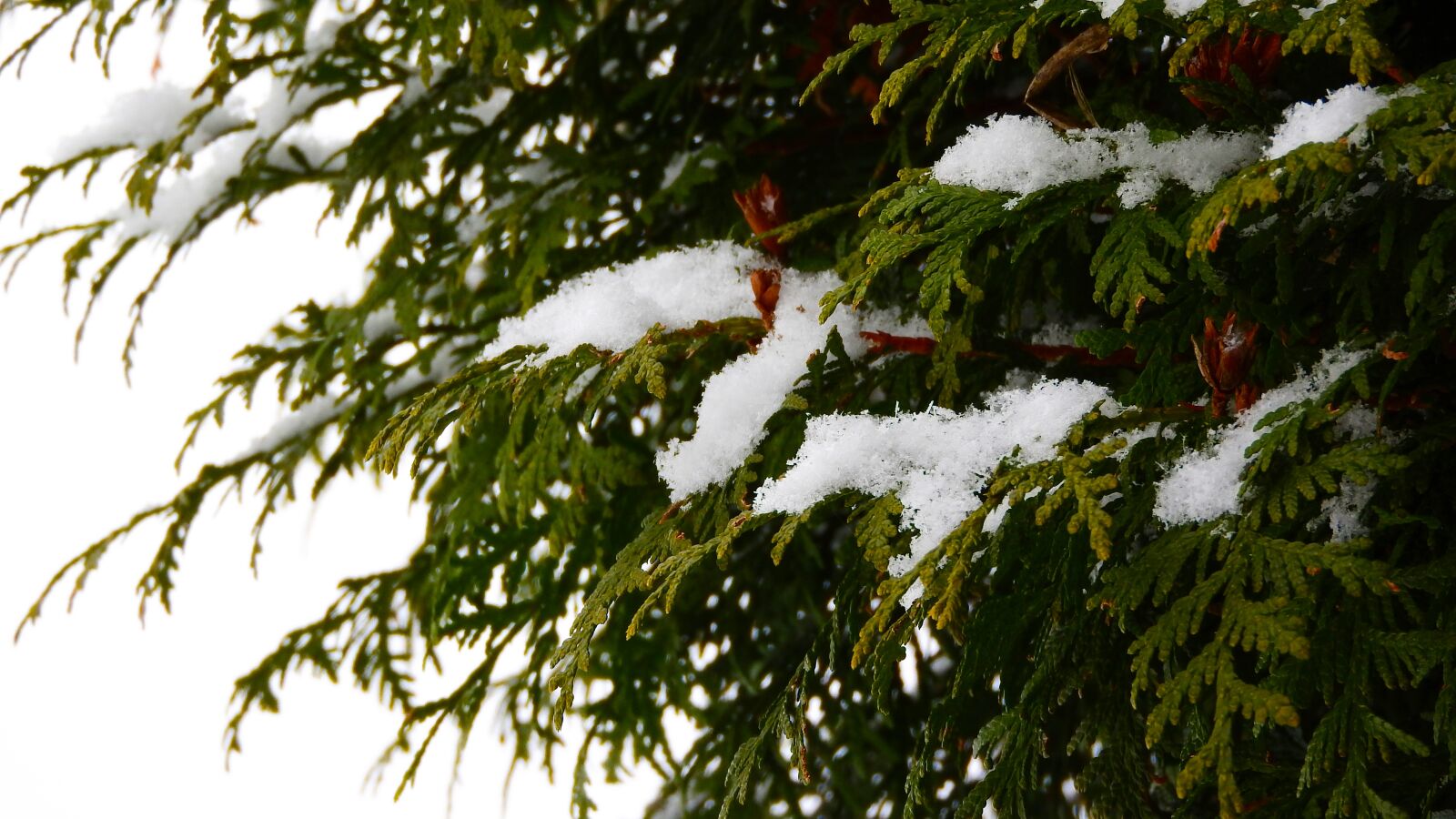 Nikon Coolpix P610 sample photo. The snow on the photography