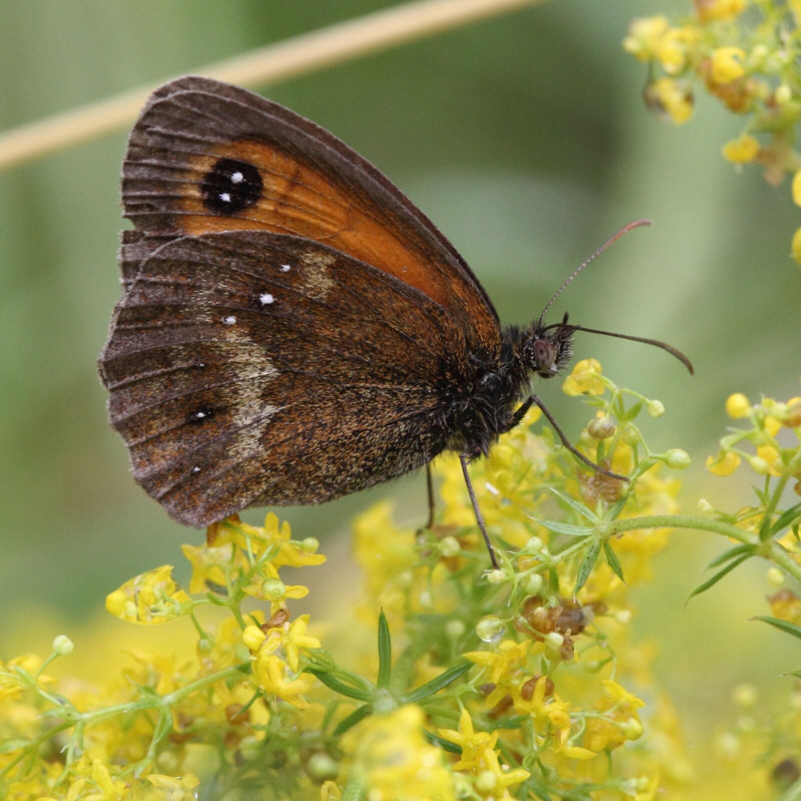 Canon EOS 60D + Canon EF 100mm F2.8 Macro USM sample photo. Gatekeeper, butterfly, insect photography