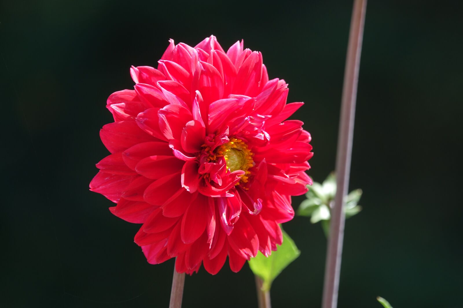 Sony Cyber-shot DSC-RX10 III sample photo. Red, flower, gardenia photography