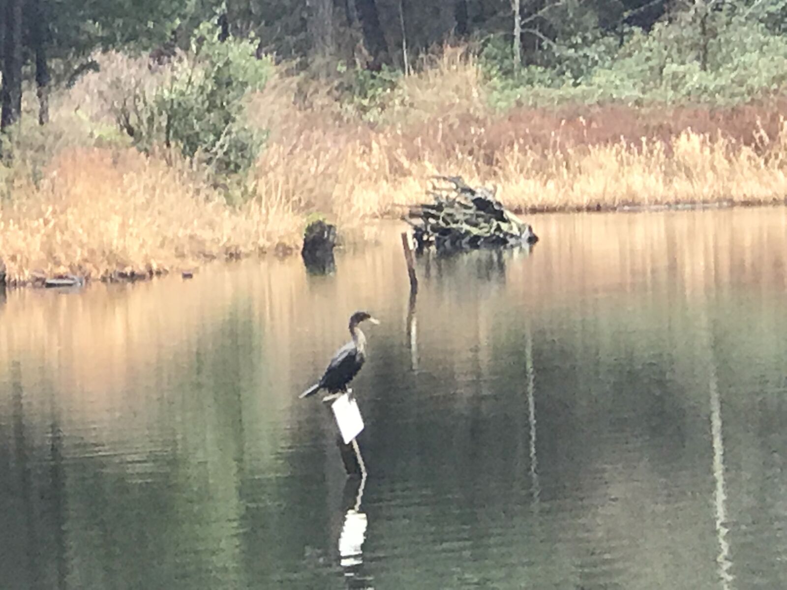 Apple iPhone 7 Plus sample photo. Northwest, water, wildlife photography
