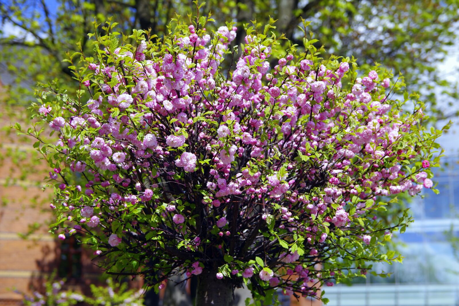 Pentax K-S2 sample photo. Almond, flowers, pink photography