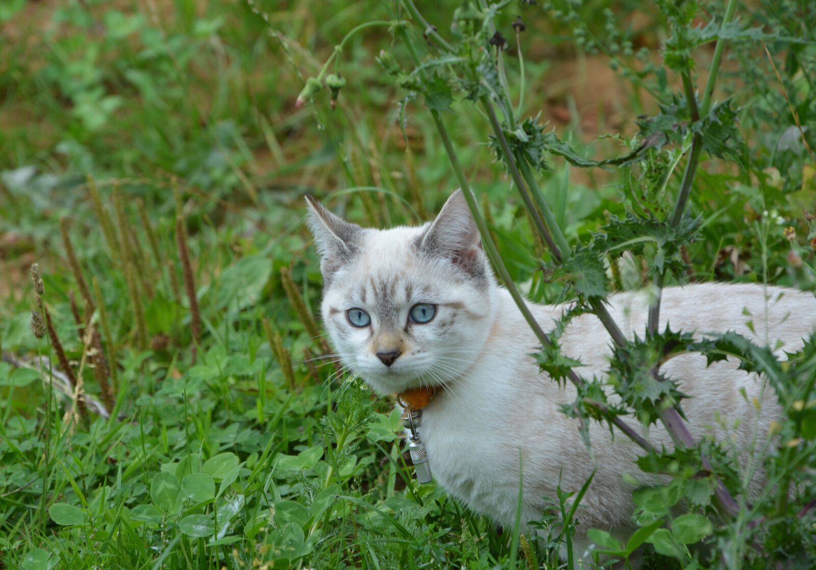 Nikon D5200 sample photo. Cat, pussy, kitten photography
