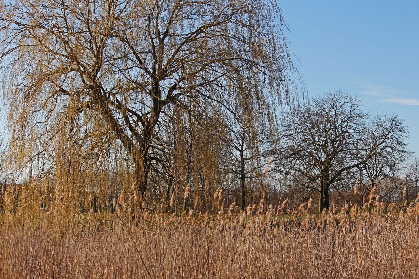 Canon EOS 700D (EOS Rebel T5i / EOS Kiss X7i) sample photo. Landscape, spring, weeping willow photography