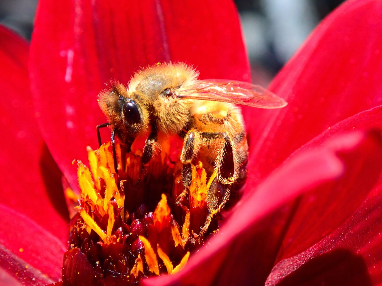 Olympus TG-5 sample photo. Bee, flower, red photography