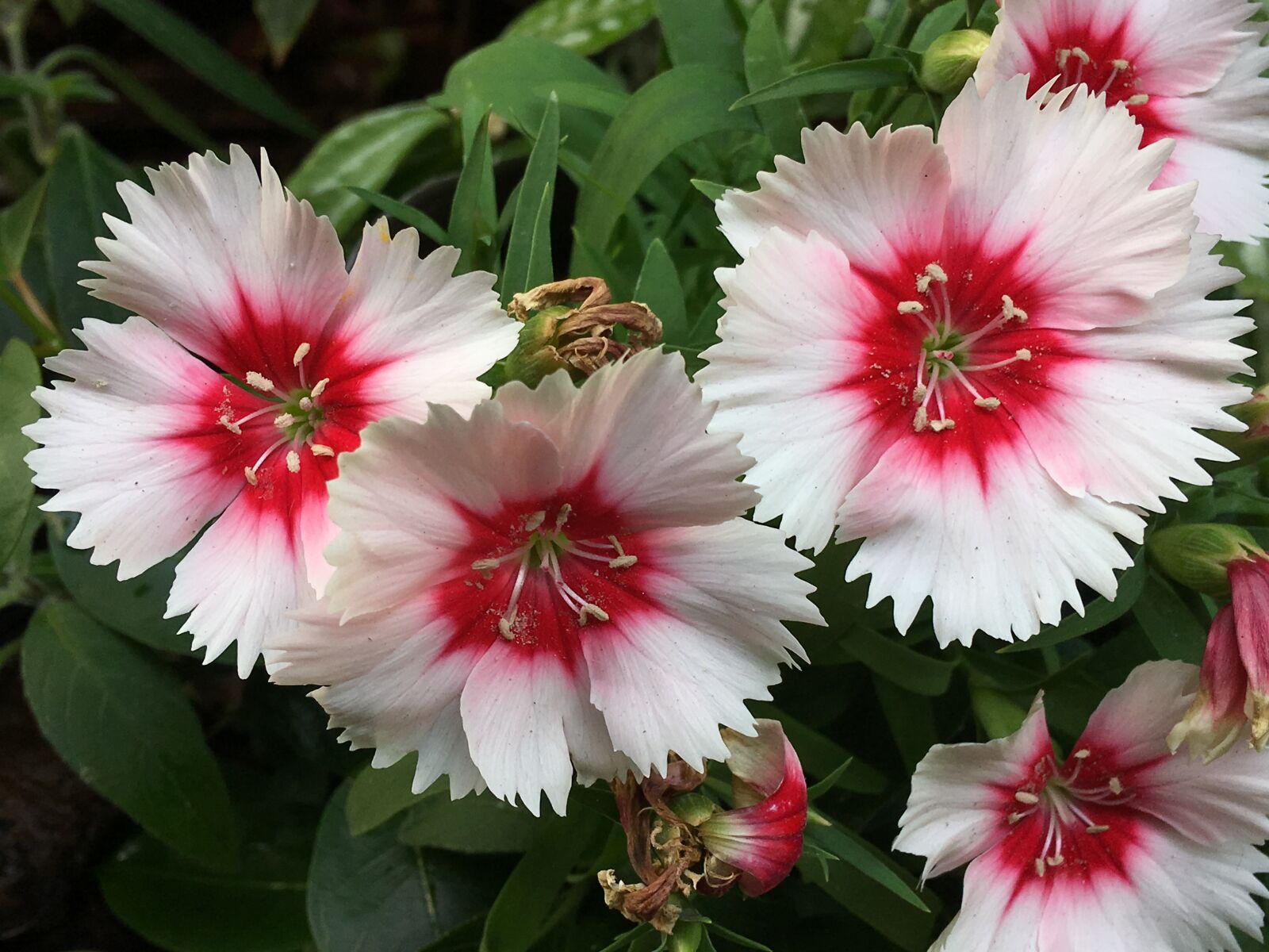 Apple iPhone 6s Plus sample photo. White flower, pistils, flower photography