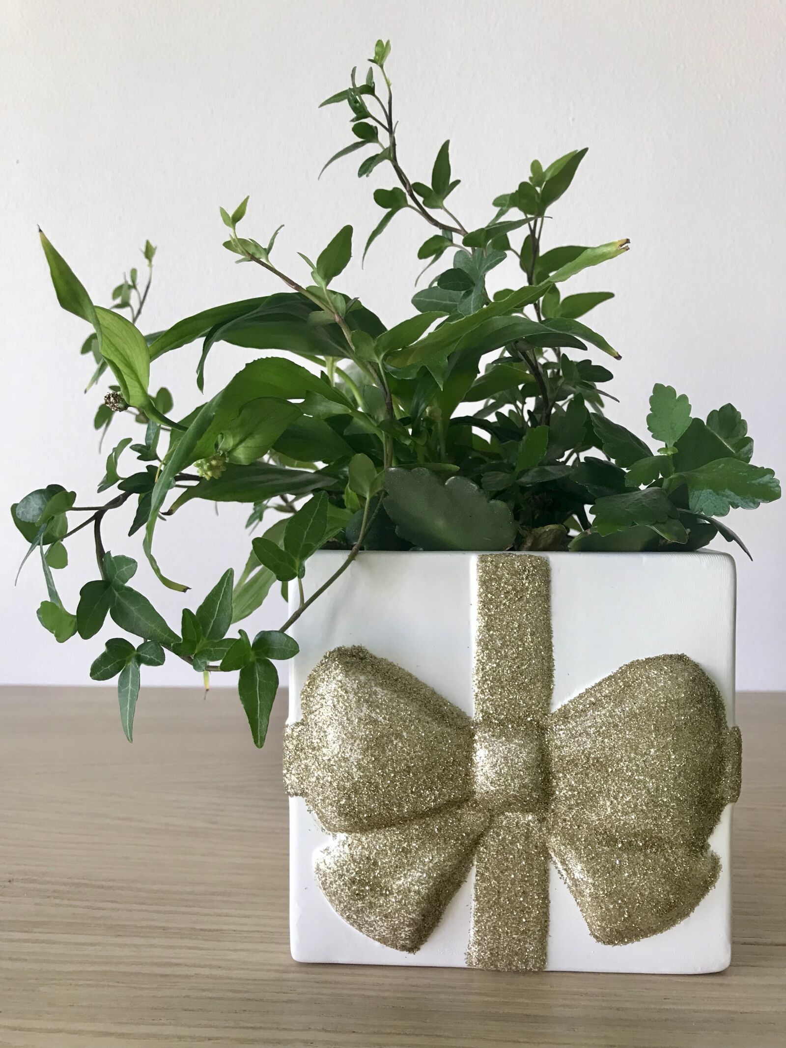 Apple iPhone 7 sample photo. Plant, indoor flowers, living photography