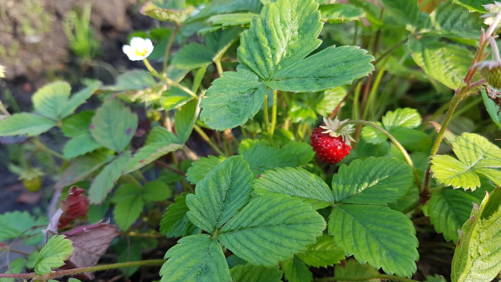 Samsung Galaxy S7 sample photo. Wild strawberry, green, nature photography