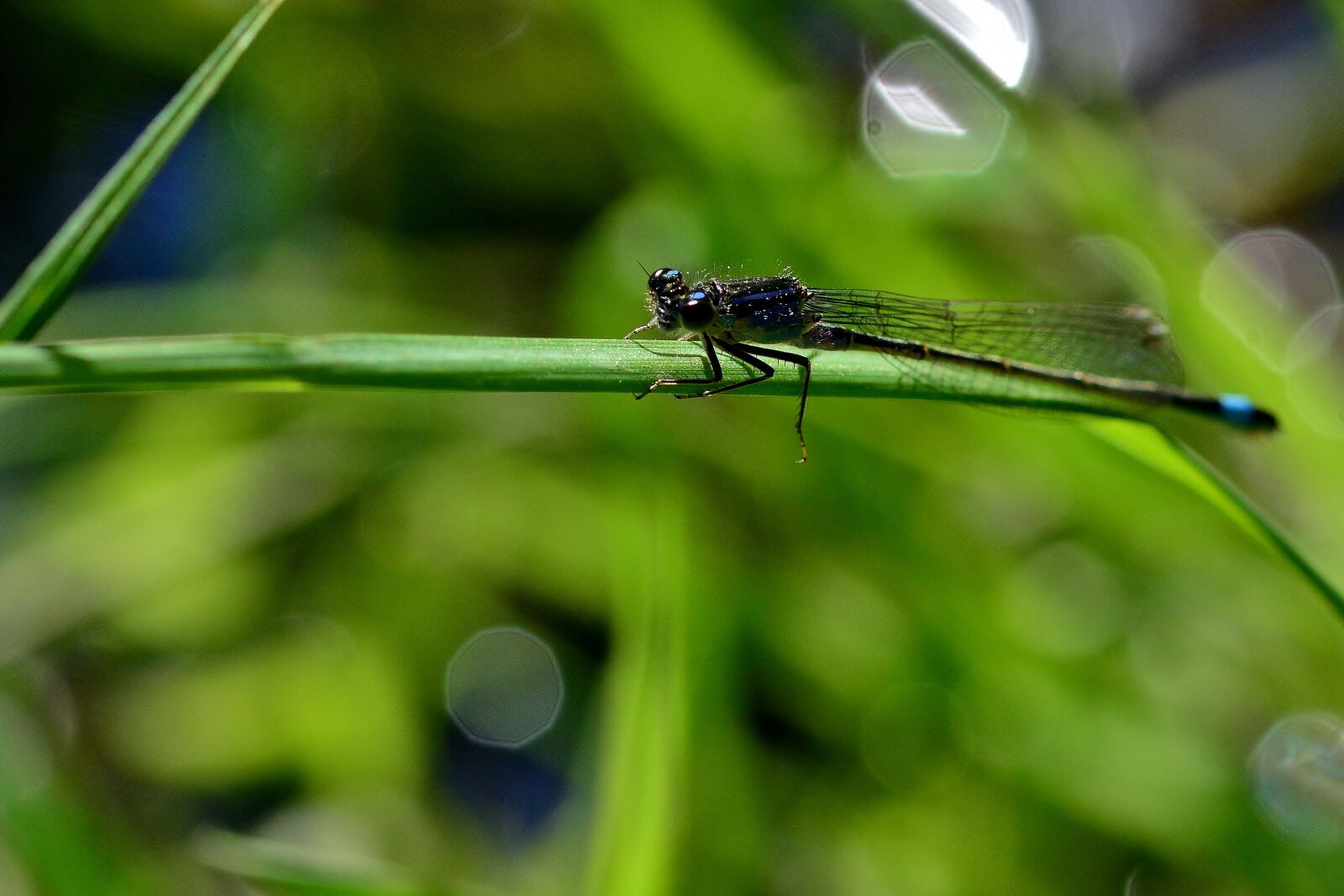 Nikon D5200 sample photo. Dragonfly, bach, insect photography