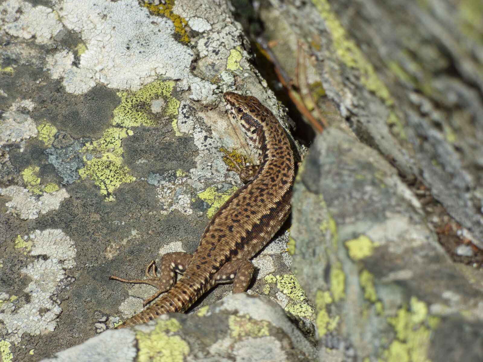 Panasonic DMC-FZ72 sample photo. Lizard, rocks, mountain photography
