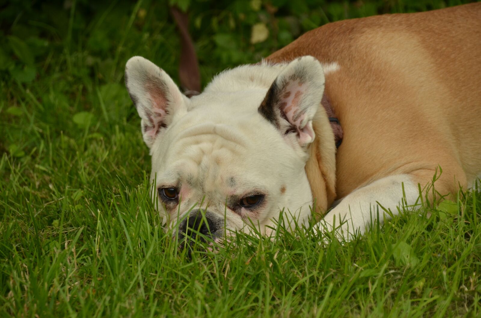 Nikon D7000 sample photo. Dog, bulldog, pet photography
