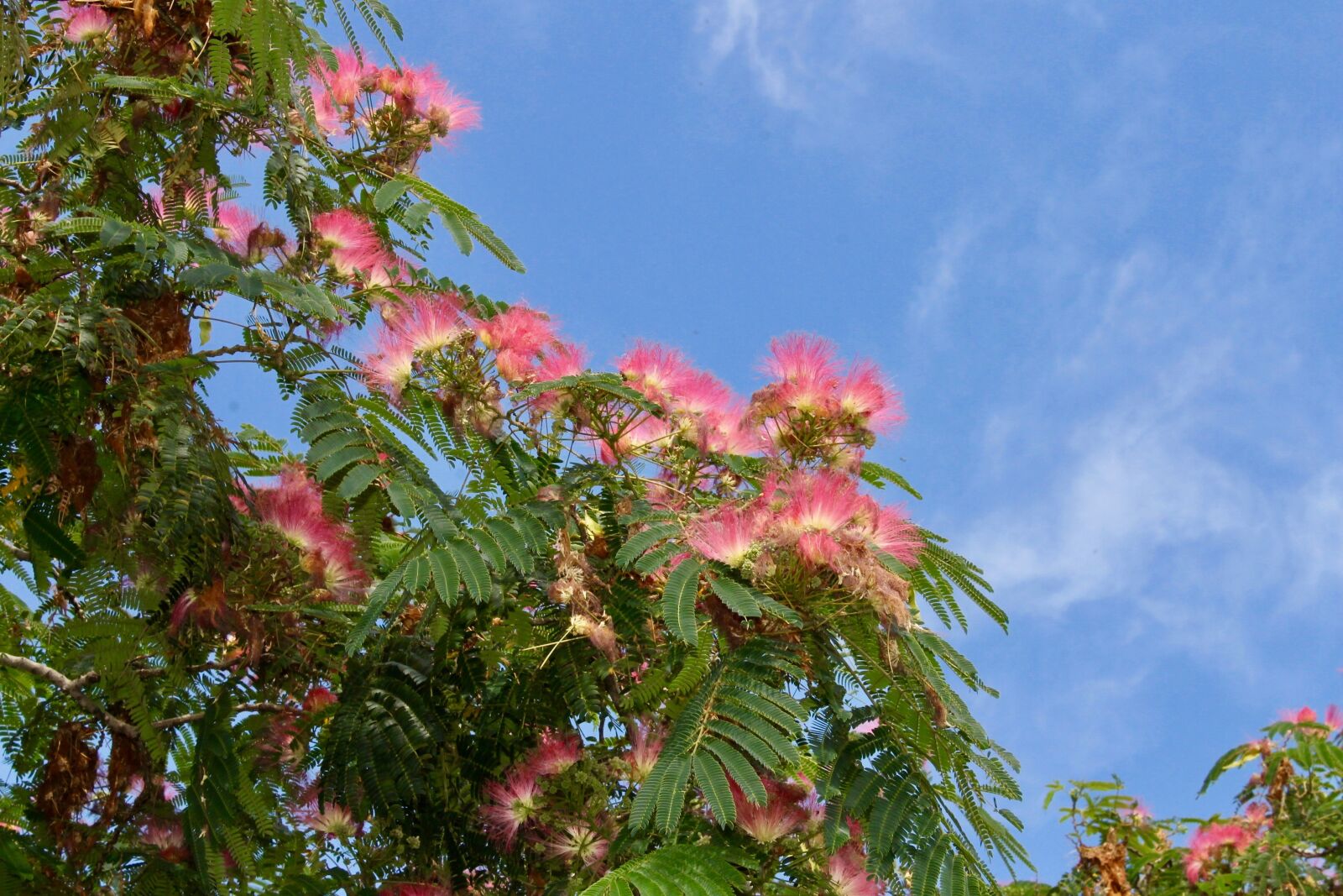 Canon EOS 1100D (EOS Rebel T3 / EOS Kiss X50) sample photo. Catalpa, tree, flower photography