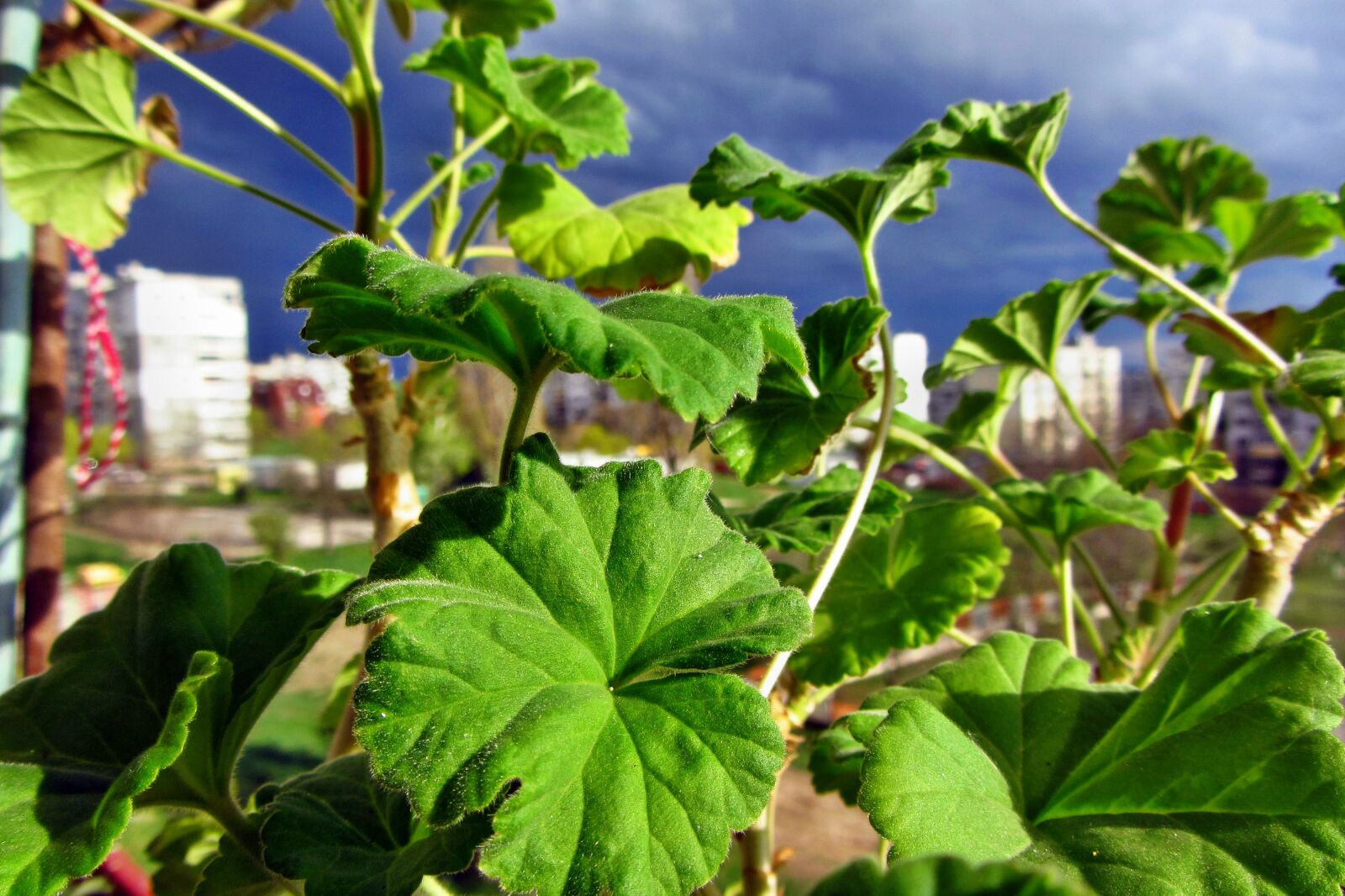 Canon PowerShot SX220 HS sample photo. Plant, macro, nature photography
