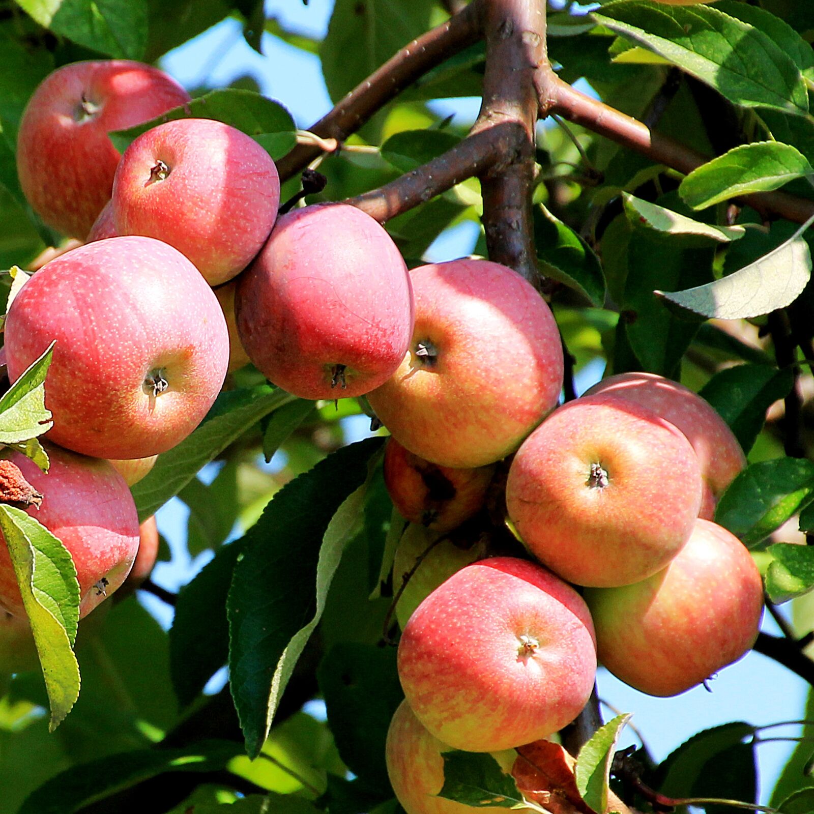 Canon EOS 1100D (EOS Rebel T3 / EOS Kiss X50) sample photo. Apple tree, branch, apple photography