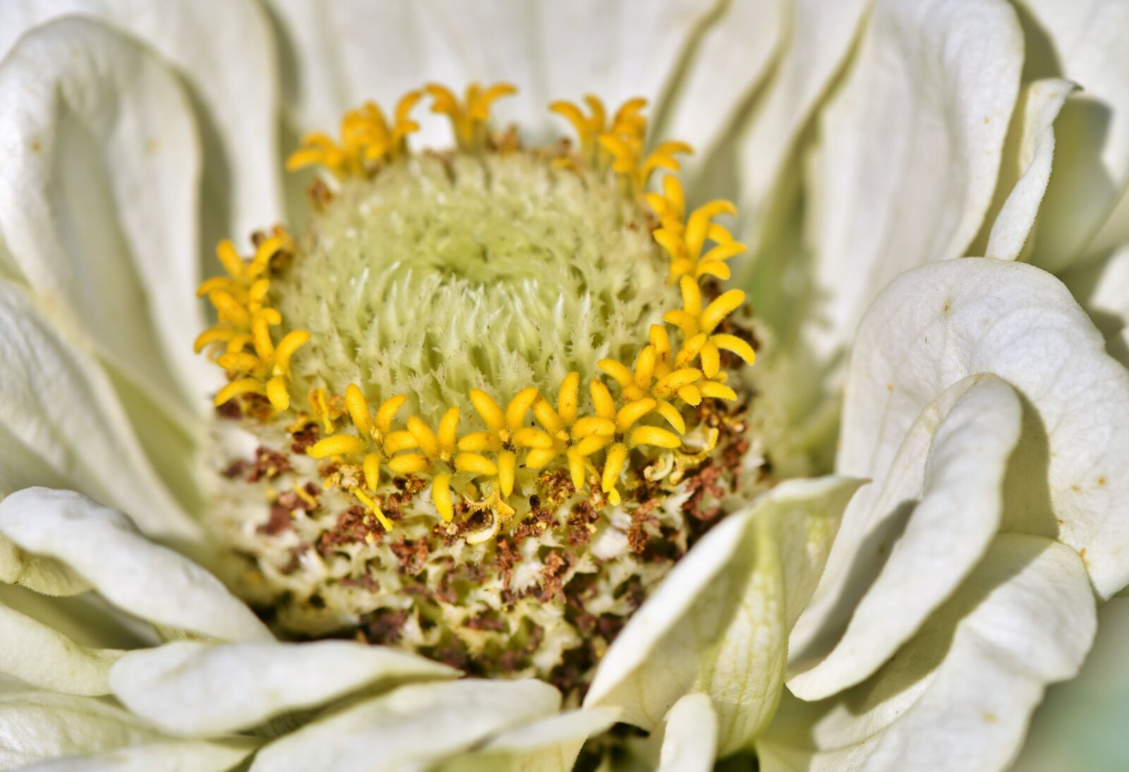 Nikon D7200 sample photo. Zinnia, composites, blossom photography