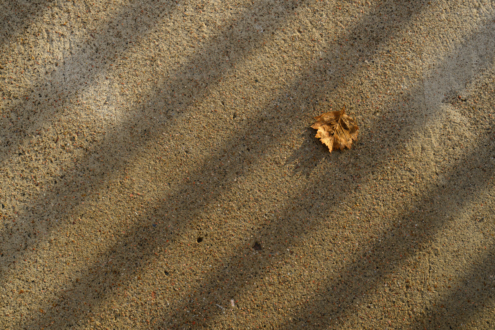 Tamron 90mm F2.8 Di III Macro VXD sample photo. Stripes and leaf photography