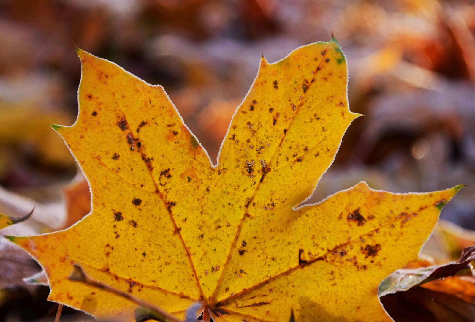 Nikon D3300 sample photo. Nature, leaf, macro, daylight photography