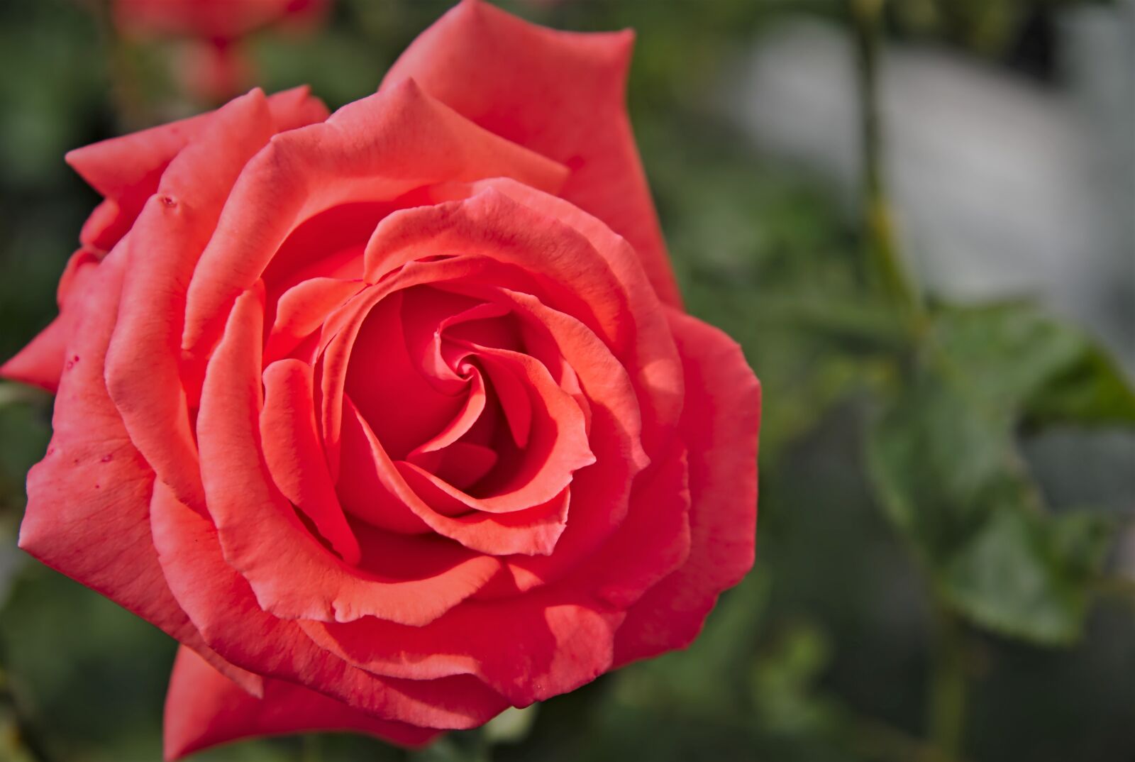 Nikon D750 sample photo. Rose, red, rose bloom photography