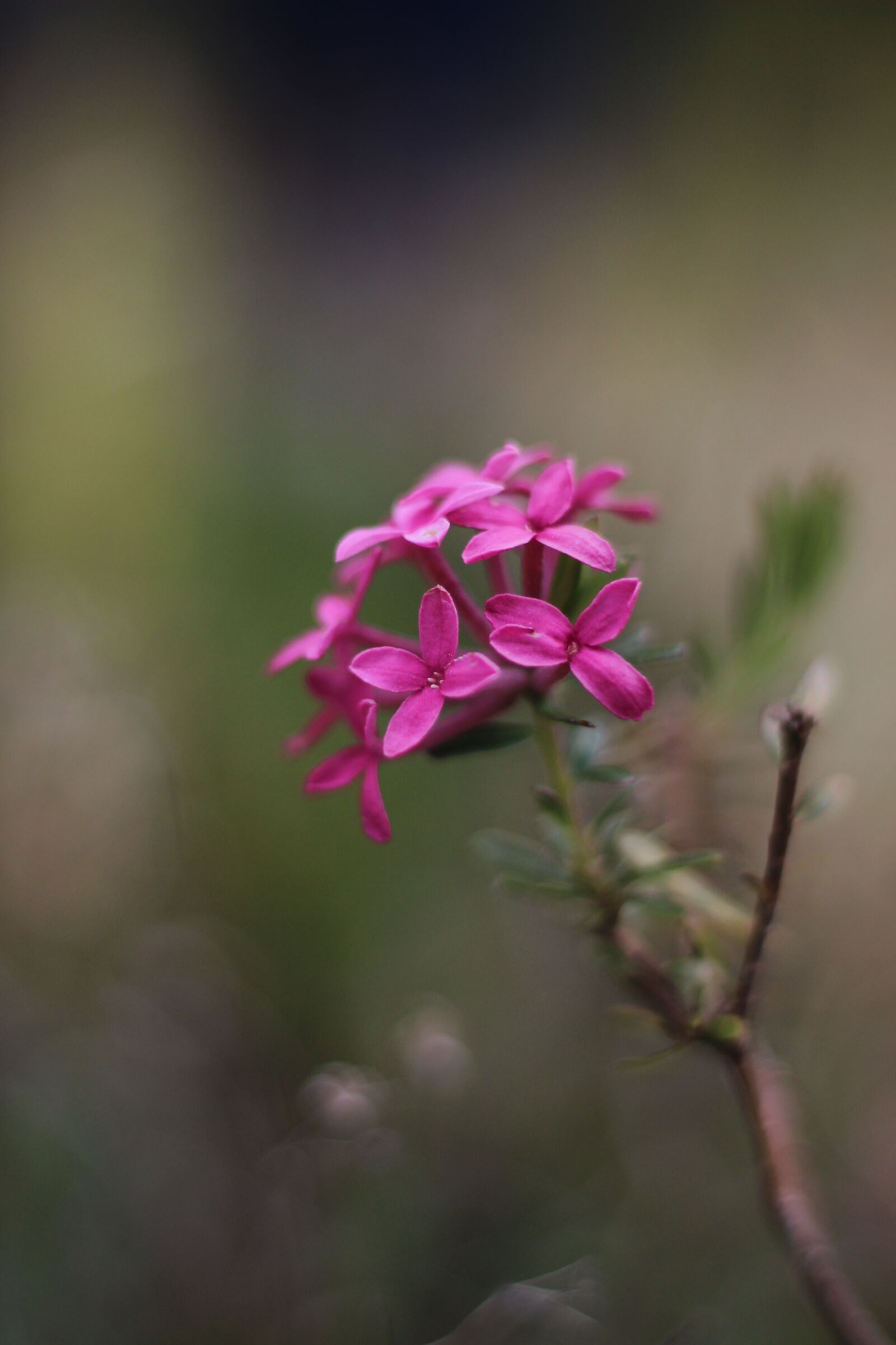 Canon EOS 600D (Rebel EOS T3i / EOS Kiss X5) + Canon EF 50mm F1.8 STM sample photo. Alpine rose, blossom, bloom photography