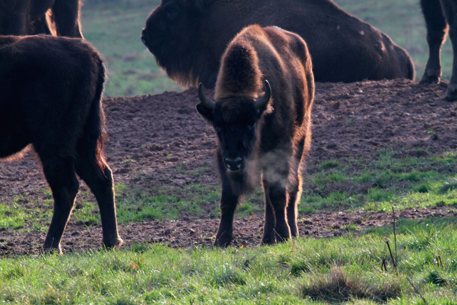 Canon EOS 7D sample photo. Wisent, buffalo, bison photography