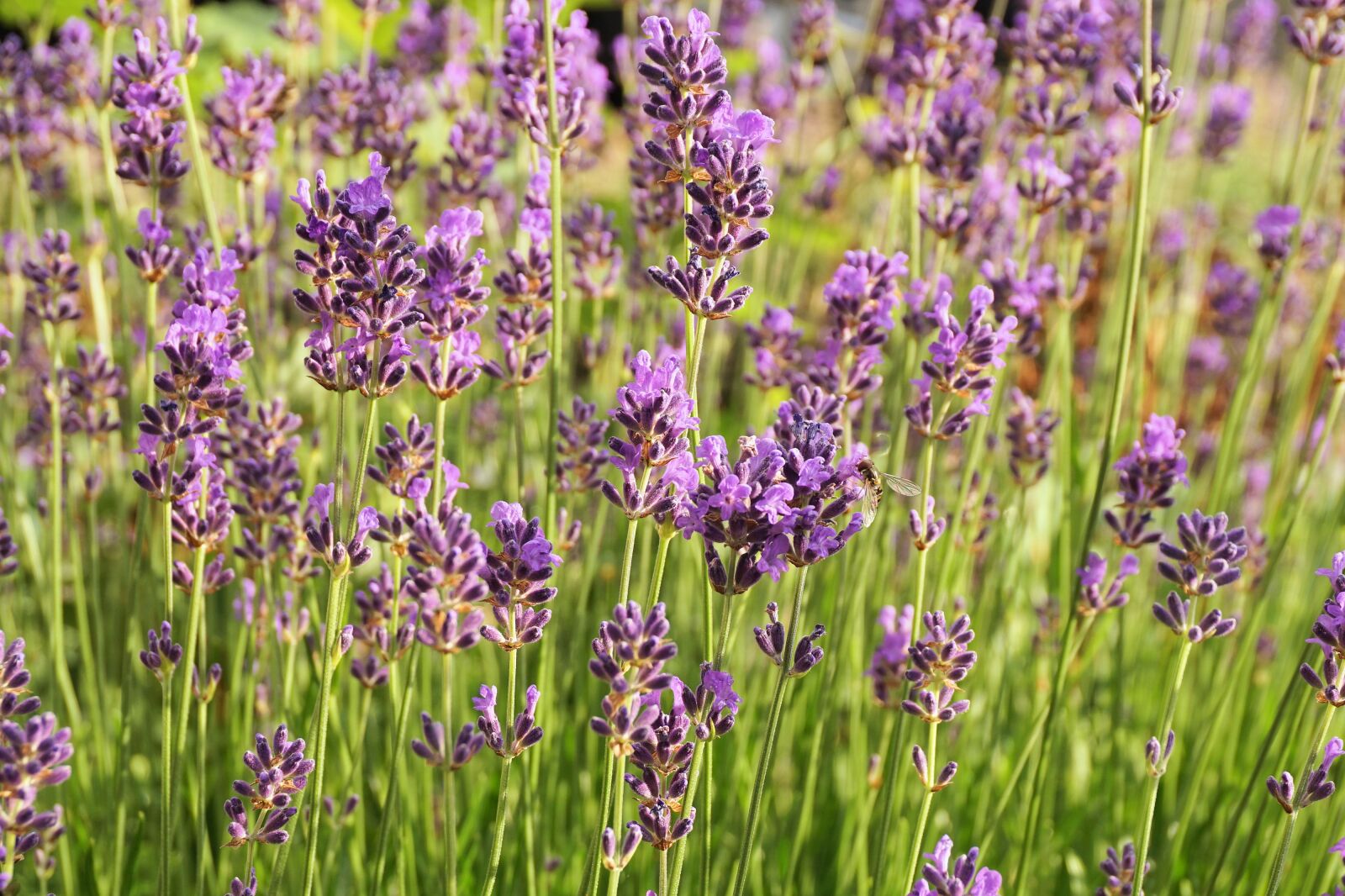 Sony a6000 sample photo. Lavender, flowers, nature photography