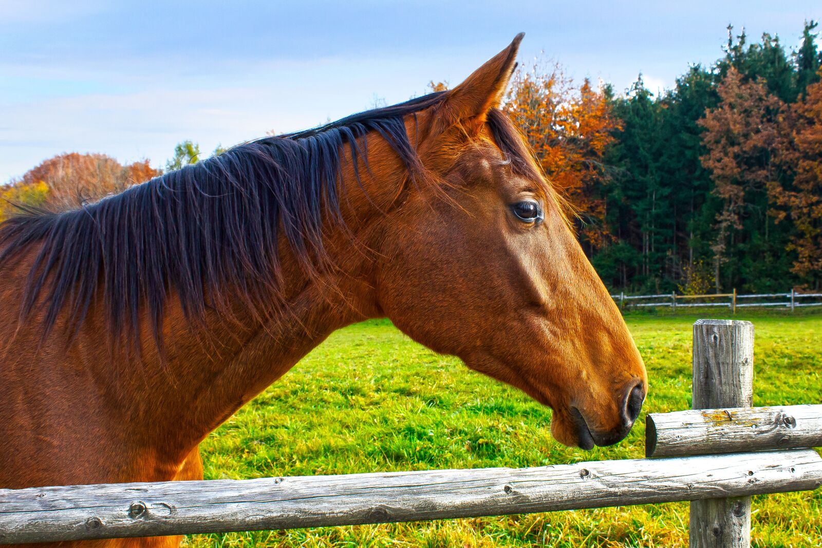 Canon EOS 1300D (EOS Rebel T6 / EOS Kiss X80) sample photo. Horse, brown, fuchs photography