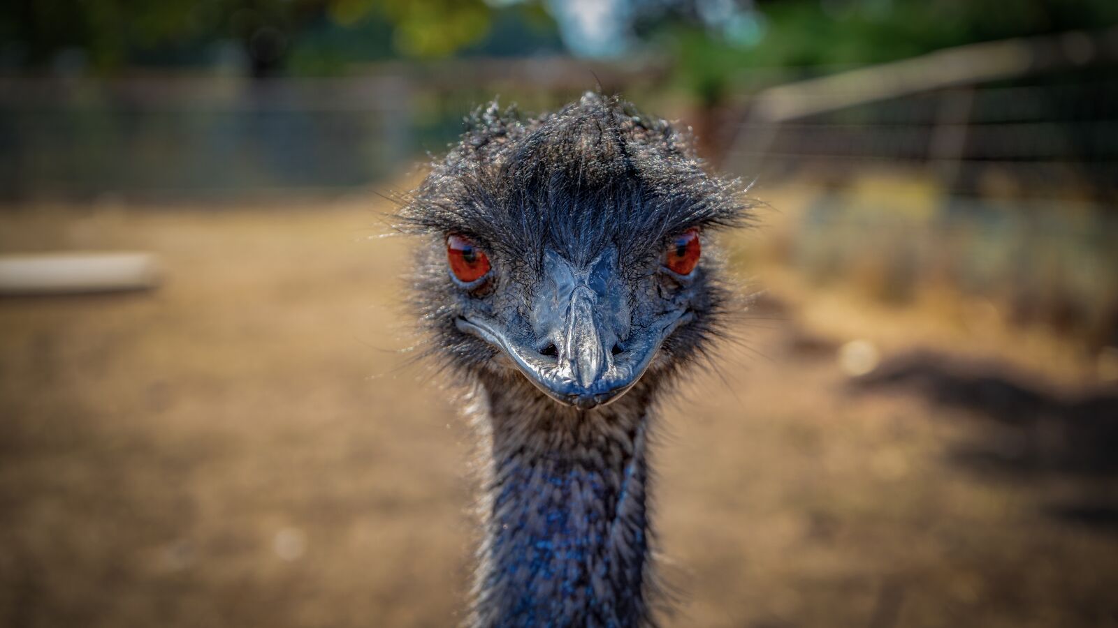 Sony a7 II + Sony FE 28-70mm F3.5-5.6 OSS sample photo. Emu, bird, animal photography