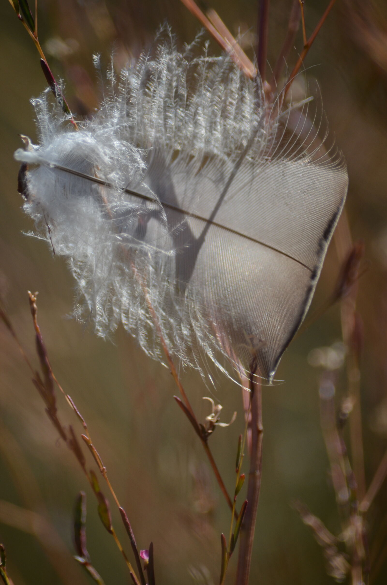 Nikon D5100 sample photo. Bird, feathers, bokeh, delicate photography