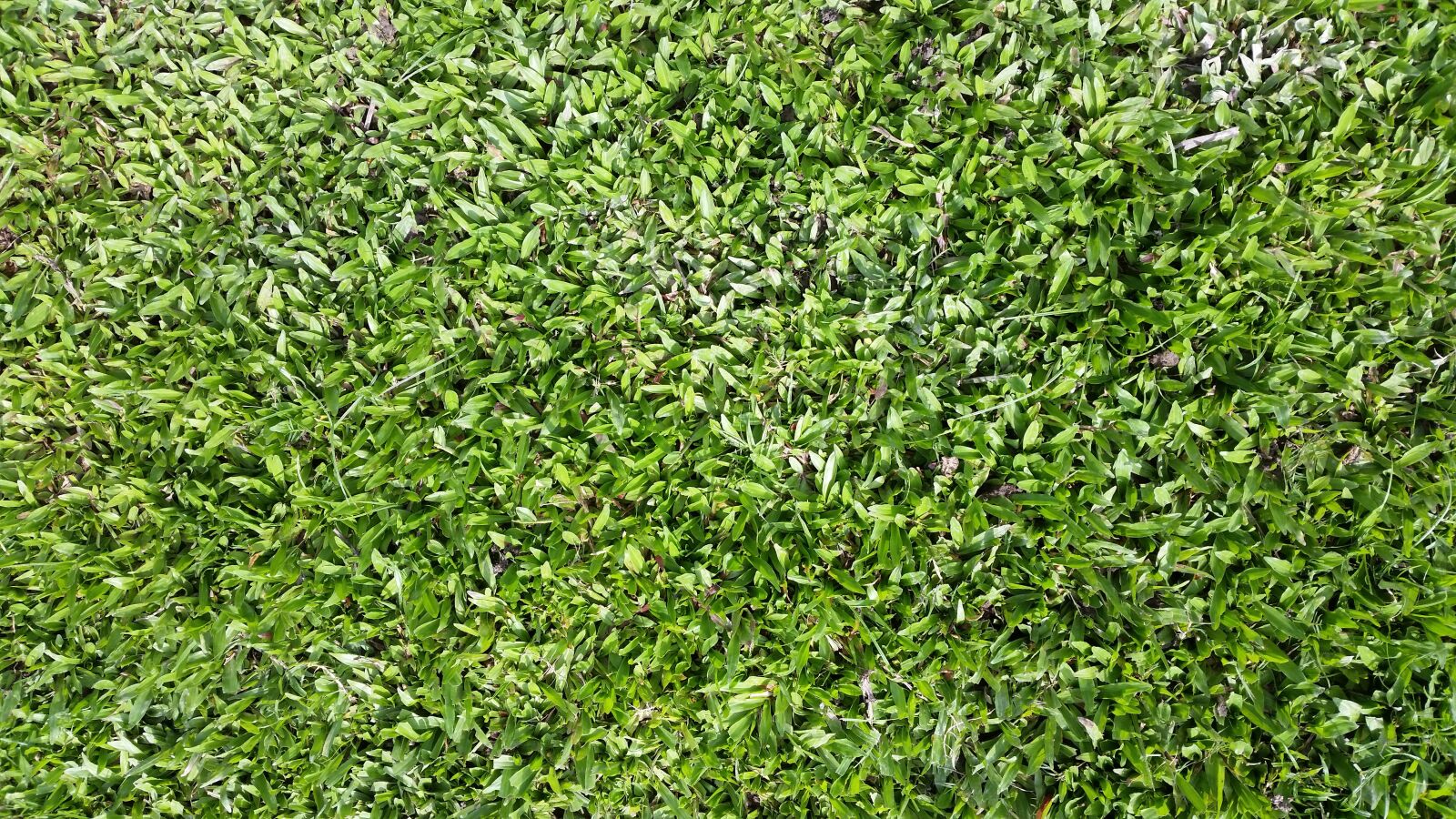 Samsung Galaxy S5 sample photo. Grass, green, field photography