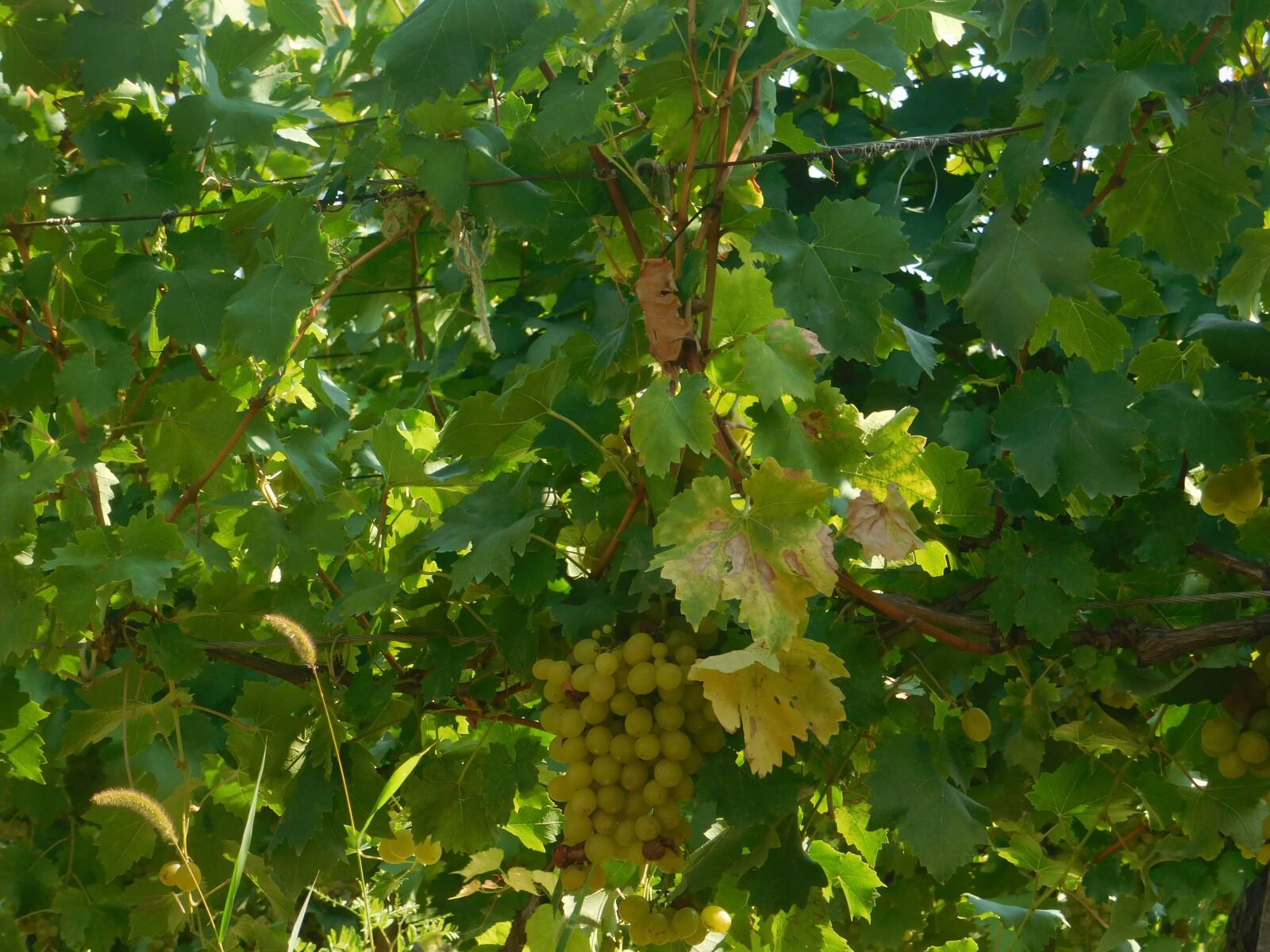 Nikon Coolpix L840 sample photo. Grapevine, vineyard, summer, leaf photography