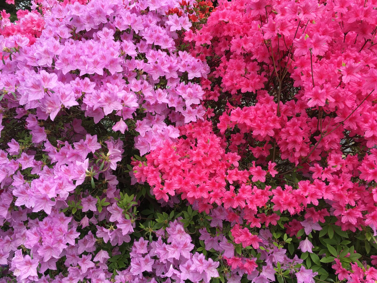 Apple iPhone 6s sample photo. Fuschia, pink, flower photography