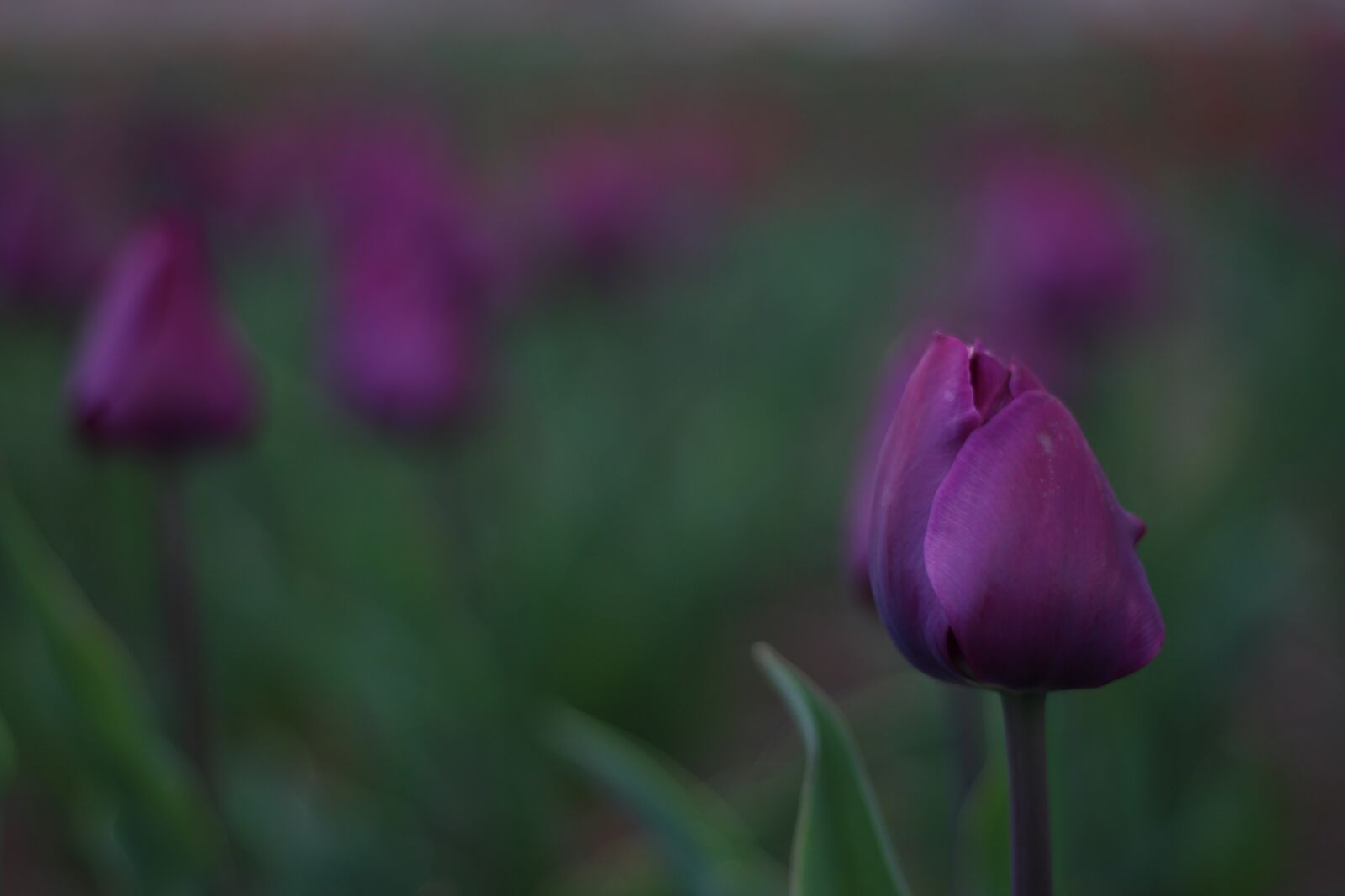 Canon EOS 700D (EOS Rebel T5i / EOS Kiss X7i) + Canon EF 50mm F1.8 STM sample photo. Flower, nature, iran photography