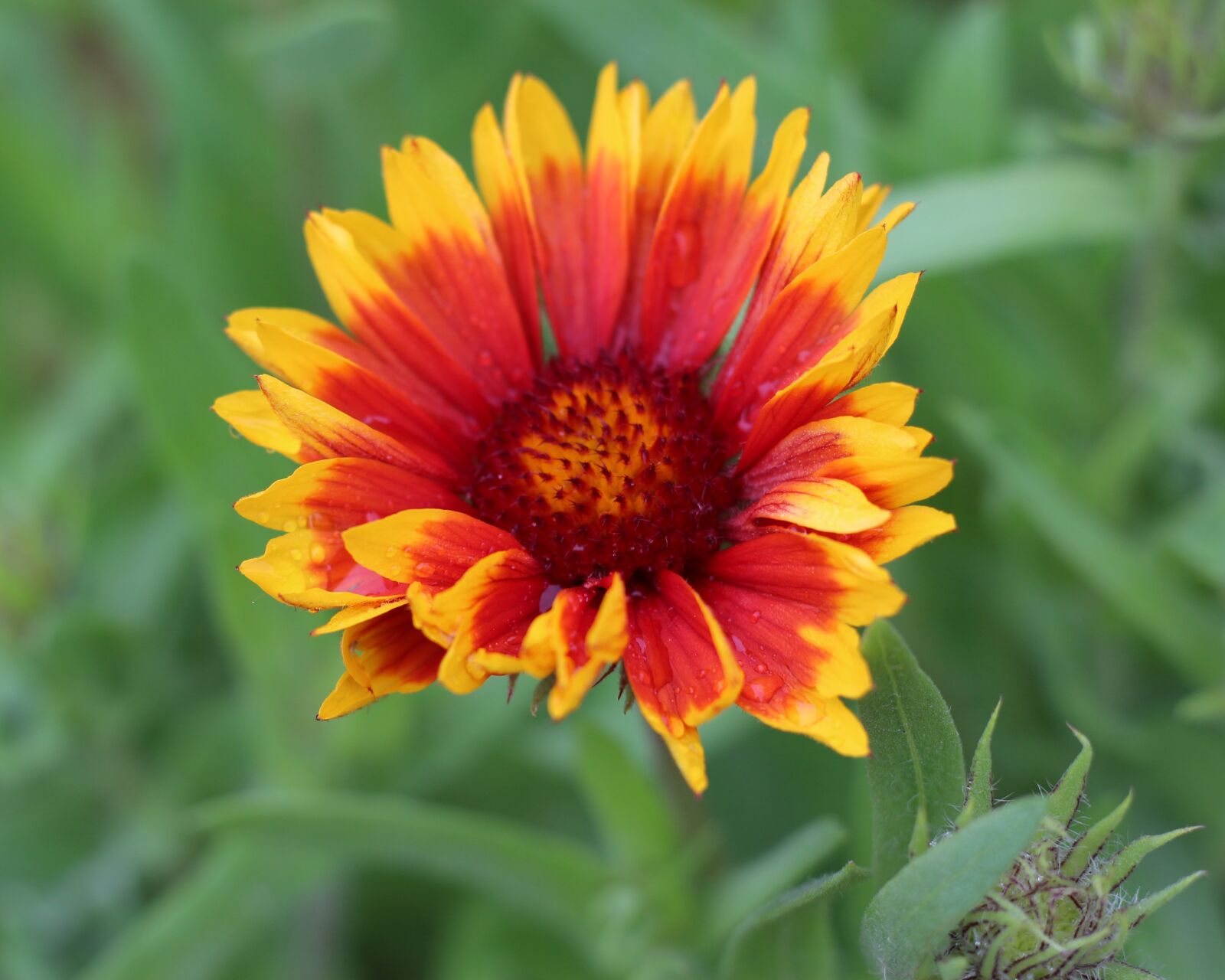 Canon EOS 700D (EOS Rebel T5i / EOS Kiss X7i) sample photo. Nature, garden, flower photography