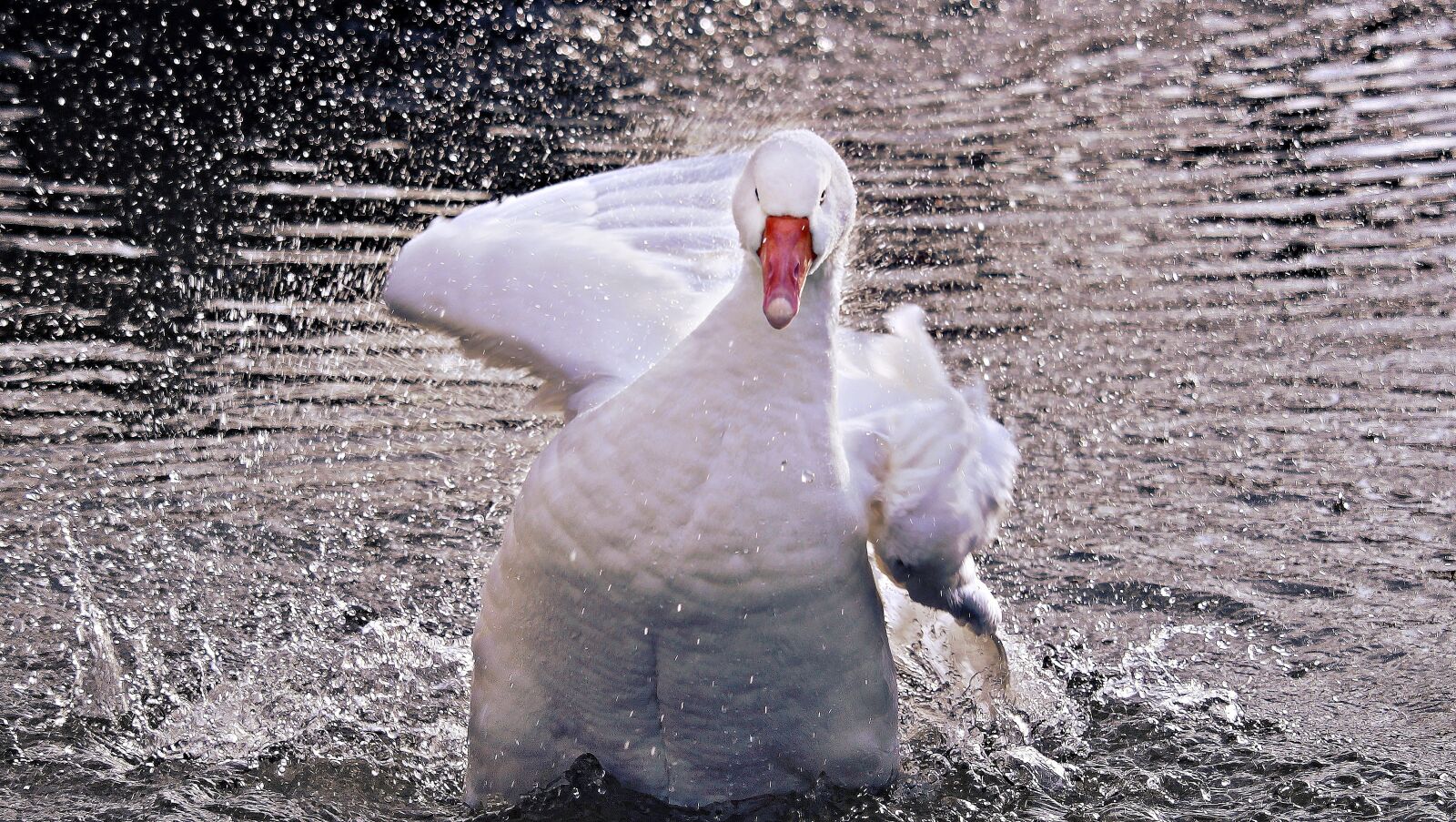 Canon EOS 100D (EOS Rebel SL1 / EOS Kiss X7) sample photo. Goose, domestic goose, poultry photography