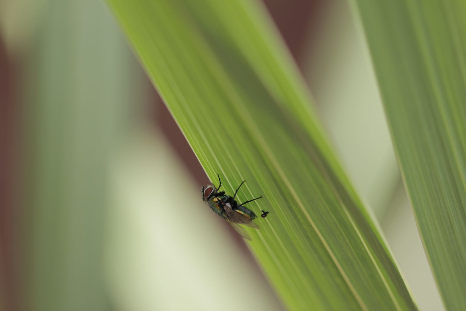 Canon EOS 550D (EOS Rebel T2i / EOS Kiss X4) sample photo. Macro, fly, grass photography