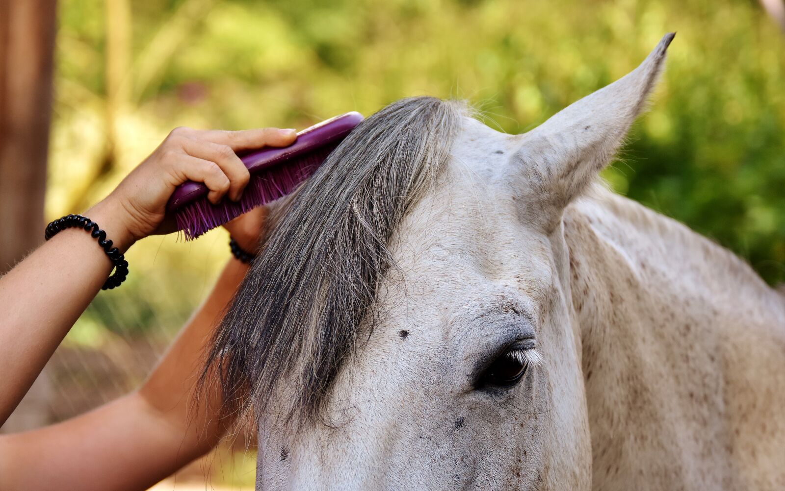 Nikon D7200 sample photo. Mold, horse, pony photography