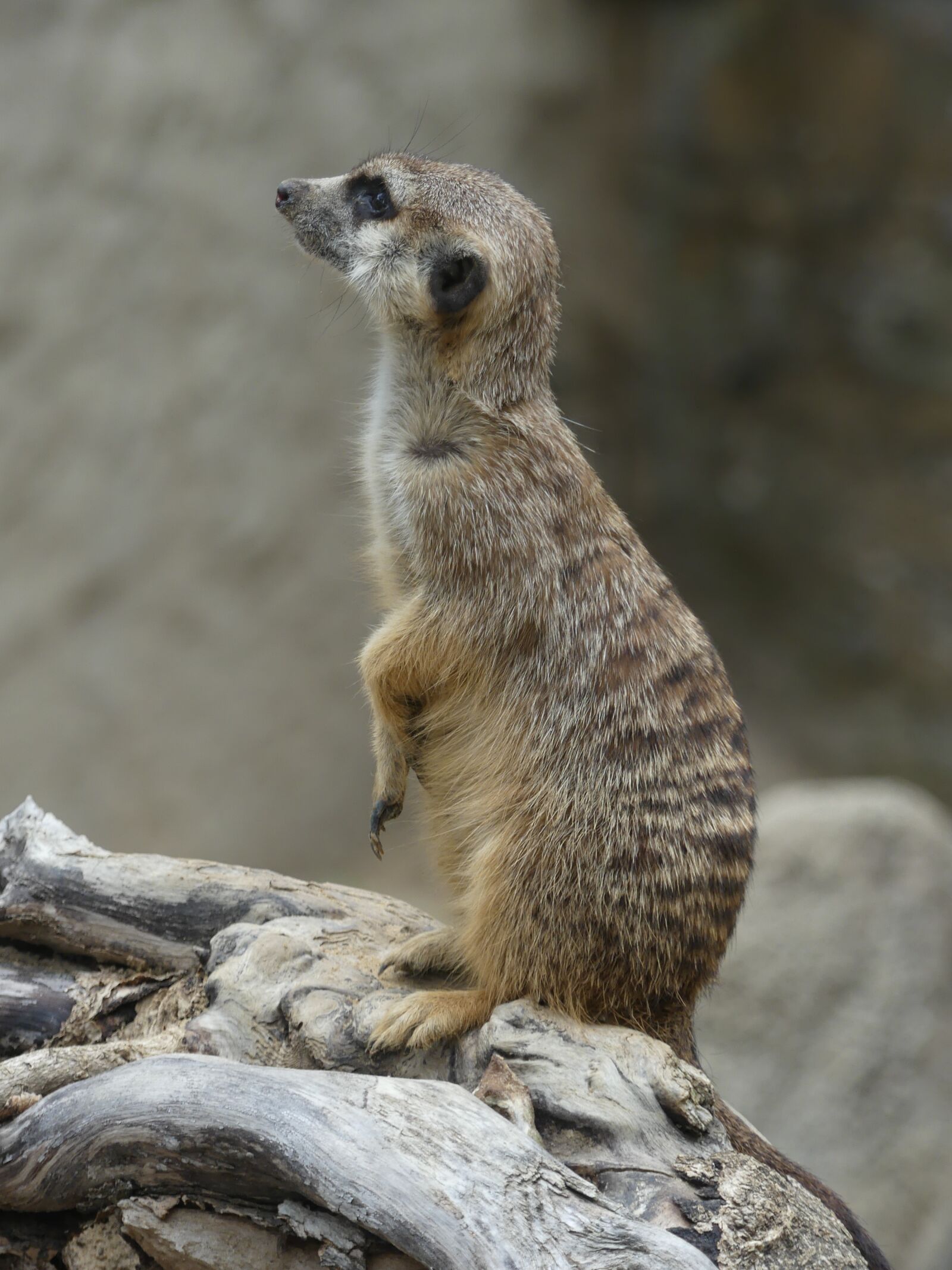 Panasonic Lumix DMC-FZ300 sample photo. Meerkat, wildlife, africa photography