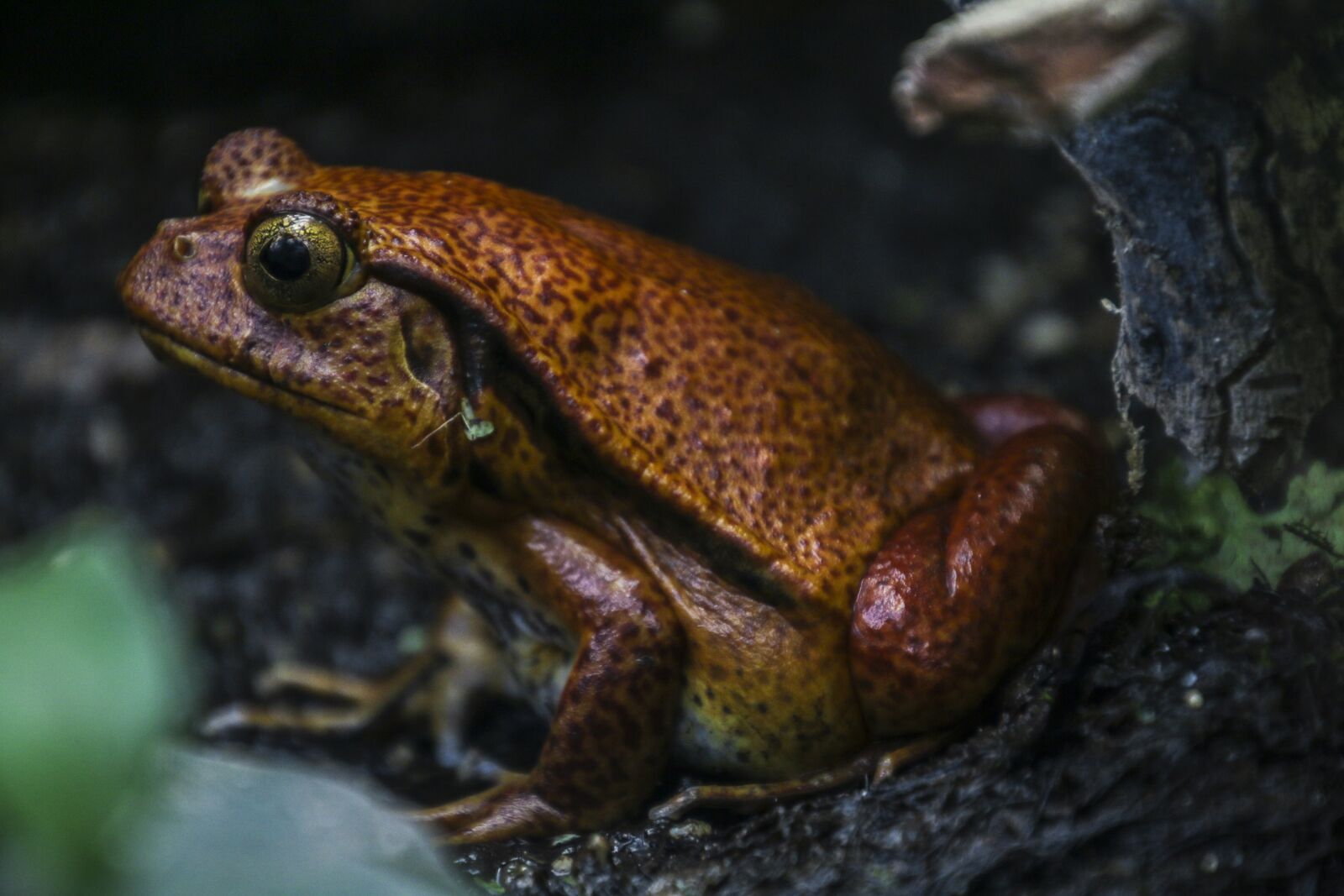 Canon EOS 70D sample photo. Frog, animal, toads photography