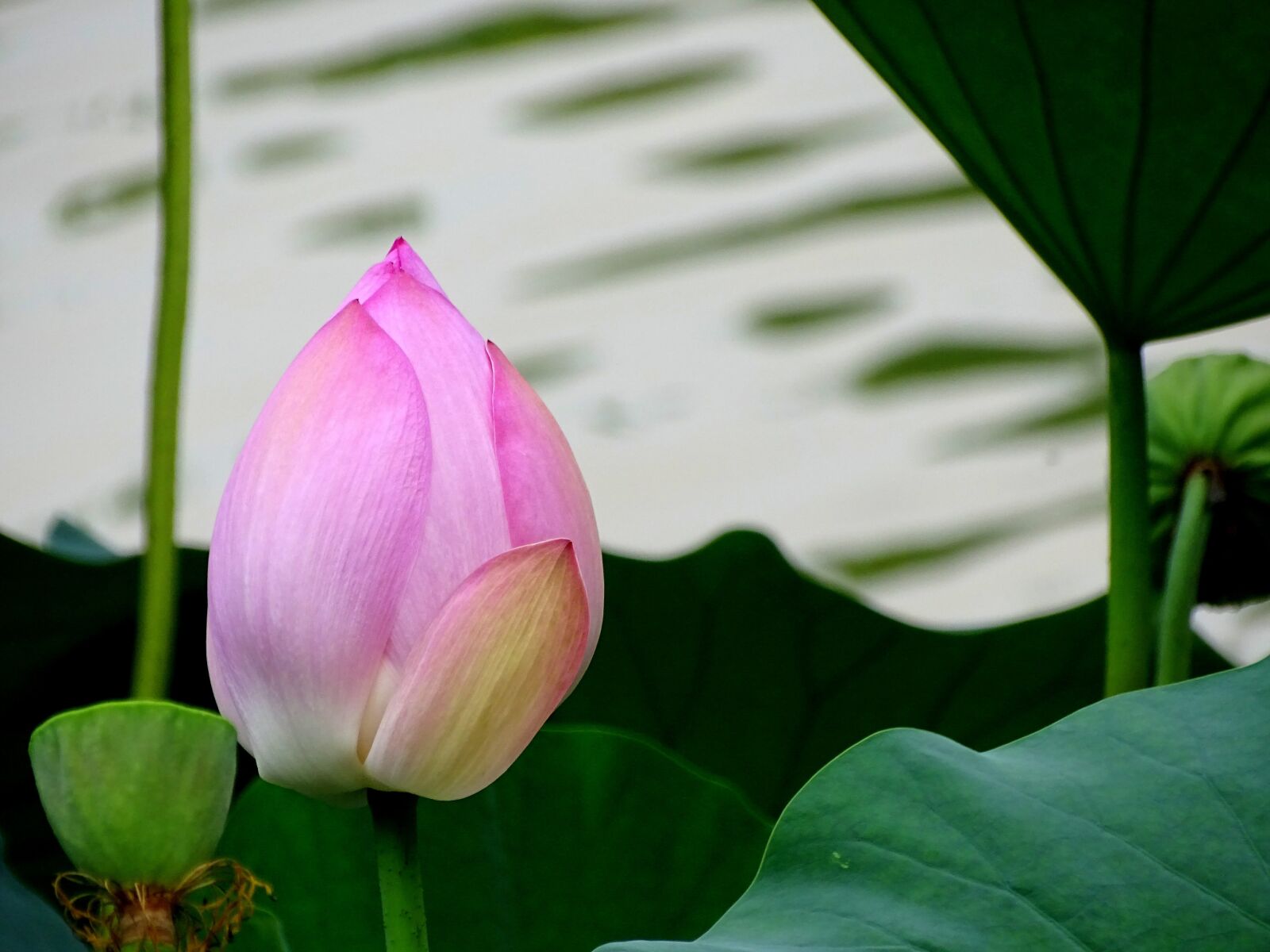 Sony Cyber-shot DSC-HX400V sample photo. Lotus, flower, pink photography