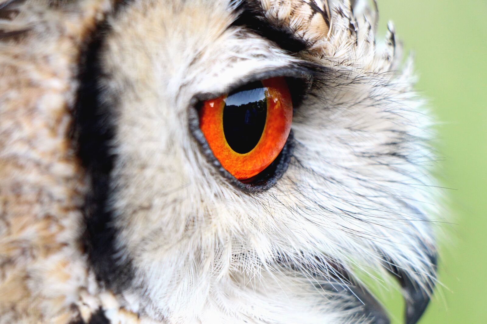 Canon EOS 700D (EOS Rebel T5i / EOS Kiss X7i) sample photo. Bird, animal, eye, feather photography