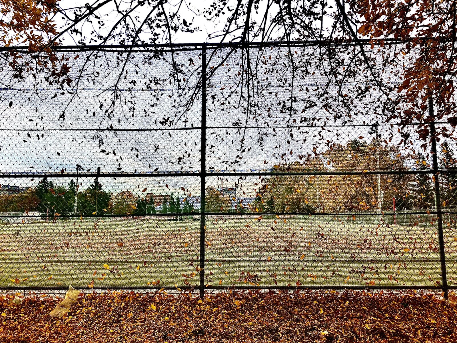 iPhone 8 back camera 3.99mm f/1.8 sample photo. Fall, fence, leaves photography