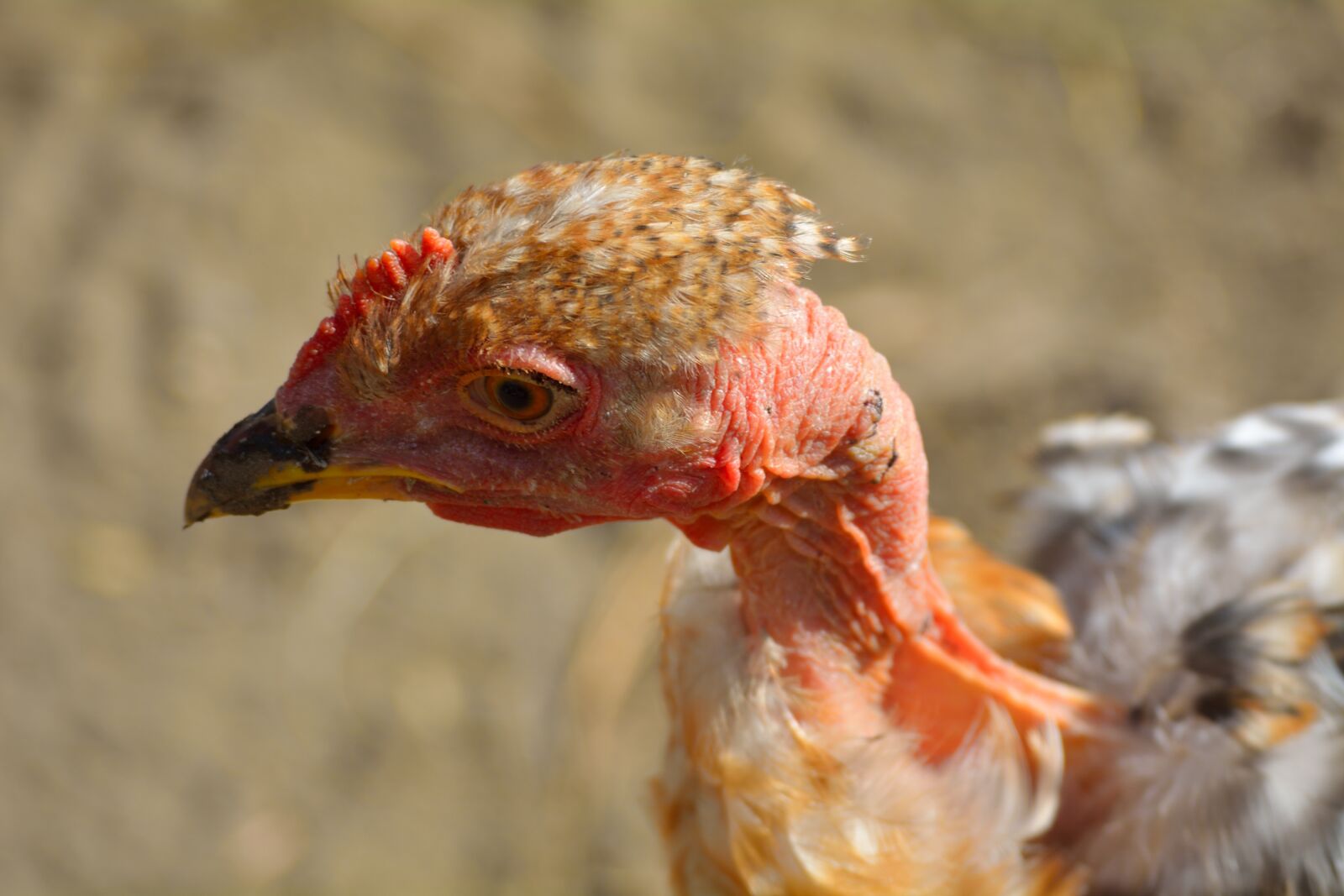 Nikon D5200 sample photo. Animal, avian, beak photography