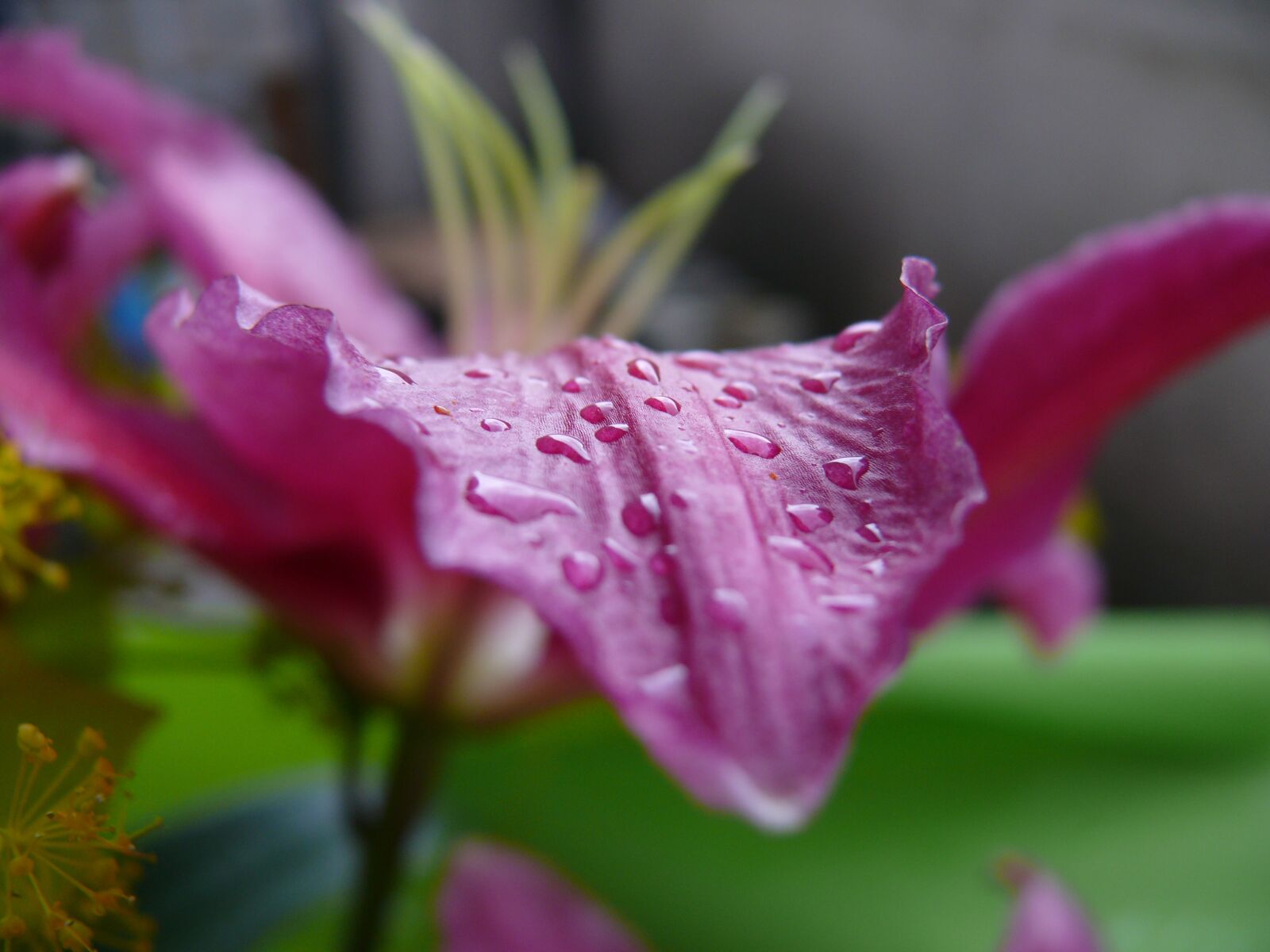 Panasonic DMC-FZ50 sample photo. Flower, rose, lilium photography